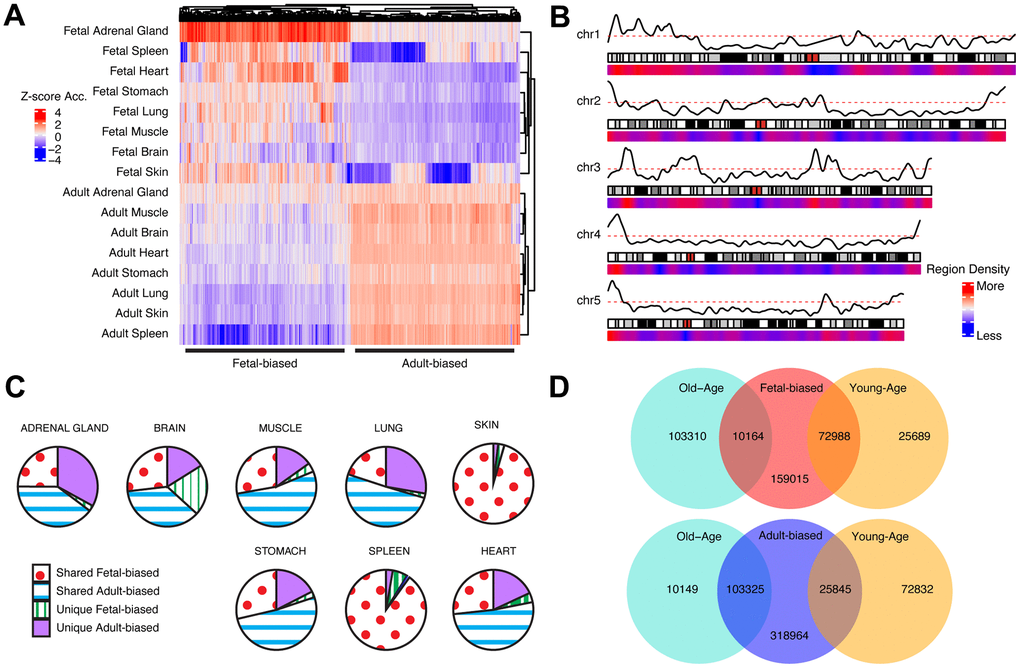 Cross-tissue accessibility. (A) Representative heatmap of Dnase-I accessibility for regions significantly different between fetal/adult tissues. Color scale indicates magnitude of chromatin accessibility signal (see Supplementary Methods). Horizontal lines denote defined fetal-biased (left) and adult-biased regions. (B) Genomic distribution of regions changing accessibility in fetal and adult comparison. Red/blue: density of defined differentially-accessible regions. Solid black line: relative proportion of regions more accessible in adult (top) or fetal (bottom) tissues. First five autosomes shown (see Supplementary Figure 2). (C) The proportion of defined altered-accessibility regions between adult and fetal samples for indicated tissues which are unique to that tissue, or captured in the pan-tissue set. (D) Overlaps between regions defined as differentially-accessible in fetal/adult comparison and those defined in the young/old-age comparison. Directionality in accessibility change is significantly shared (see Supplementary Table 1). Related content can be found in Supplementary Information, Supplementary Figures 1–6 and Supplementary Tables 1, 2.