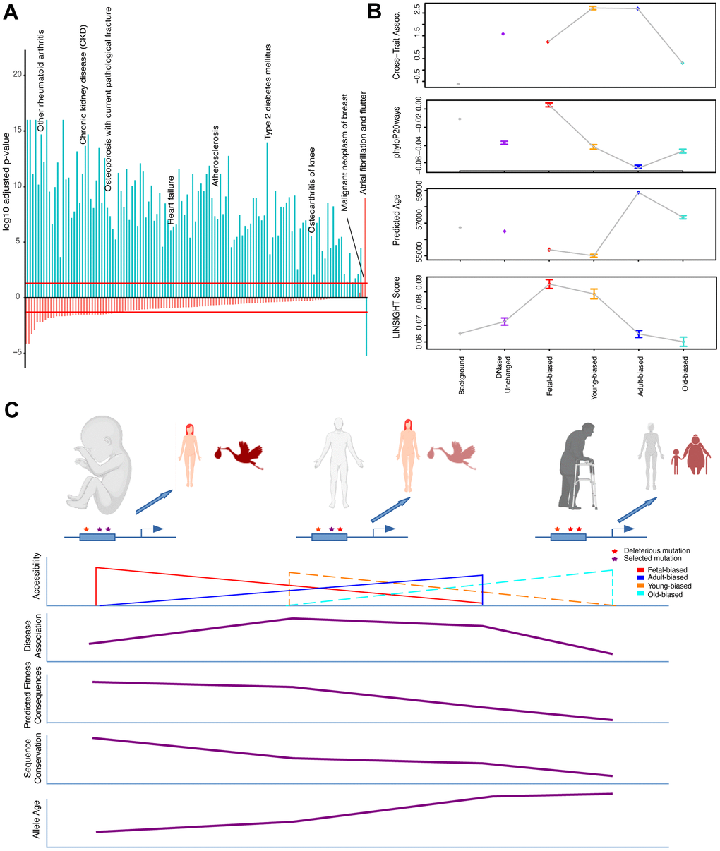 Epigenetic context and heritable disease associations. (A) Adjusted p-values for hypergeometric tests showing enrichment/depletion (positive/negative) for GWAS variants nearby regions increasing (blue) or decreasing (red) accessibility across adult tissues for a number of age-associated diseases (see Supplementary Table 4). (B) Cross-set disease associations, and additional per-SNP metrics, for variants nearby developmental and age-altered region sets along with unaltered DNase sites and variants not nearby accessible regions. See Supplementary Table 4 and Methods. (C) Model for the effects of epigenetic context on disease association and sequence evolution. (Top): Example enhancer elements more accessible in fetal, adult, and old-adult tissues (left-right) which have been modified by mutations. (Left): Deleterious mutations disrupting regulation in development stand to have the biggest impact on fitness, while having a moderate effect on tissue homeostasis. (Middle): Mutations disrupting regulation in young-adult tissues have a moderate impact on fitness, but a larger effect on tissue homeostasis (particularly over adulthood). (Right): Mutations disrupting regulation in old-adult tissues have weak impacts on fitness, and a weak effect on tissue homeostasis (which has already deteriorated with age). (Bottom): Illustrating patterns of accessibility, disease association, sequence constraint and variant allele age for these sets of regions changing accessibility over time.