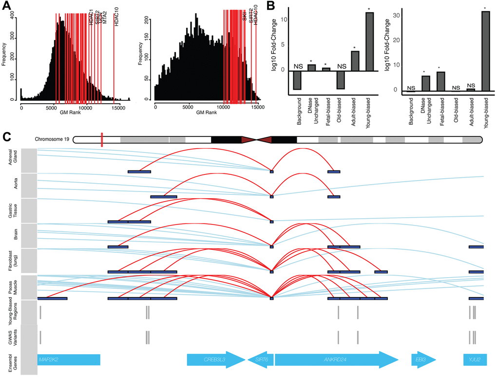 Altered-accessibility regions identify relevant aging biology. (A) (Left) Distribution of cross-disease ranks for all protein-coding genes, when ranking by local variants independent of accessibility data (see Supplementary Methods). Red lines indicate genes within the ‘histone deacetylation’ (HDAC) GO term; top ranked genes (by geometric mean) are indicated. (Right) Similar distribution of cross-disease ranks, ranking genes with variants nearby young-biased regions. Red lines indicate top HDAC genes by rank. (B) (Left) Fold-change of normal cumulative distribution function (CDF) p-values of variants within HDAC gene loci associated with different region sets, relative to CDF test performed using all variants, for cross-disease Z-score metric (see Supplementary Methods). (Right) Similar plot for per-variant LINSIGHT scores. See Supplementary Table 4. (C) Variants directly intersecting young-biased regions which interact with the SIRT6 promoter. (Top) Visualized promoter-capture data [41] across multiple cell-types. (Bottom) Tracks indicating variants which overlap young-biased regions within the SIRT6 gene locus.