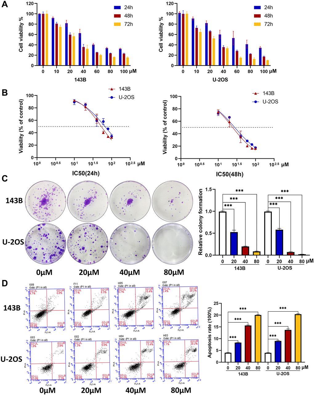 CQ induces the apoptosis and inhibits the viability and proliferation of OS cells. (A) The OS cell viability at 24 h, 48 h, and 72 h after treated with CQ (n = 3). (B) The IC50 value at 24 h and 48 h in 143B and U-2OS cells (n = 3). (C) The colony formation assay showed that the proliferation of OS cells was inhibited gradually by CQ with the increasing of concentration (***p n = 3). (D) Flow cytometry showed that CQ could regulate apoptosis of OS cells (***p n = 3). All the data were expressed as the mean ± SD.