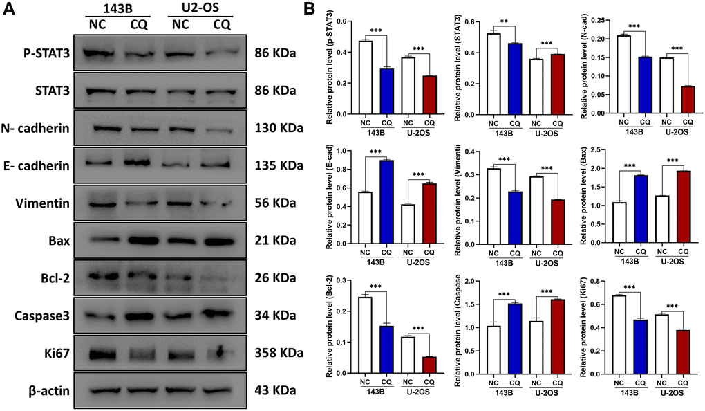 The expression of E-cadherin, Bax, Caspase3, and CD31 were up-regulated, and p-STAT3, N-cadherin, Vimentin, Bcl-2, Ki67, Slug were downregulated by CQ treatment in OS cells. (A) Representative pictures from tumor cell western blot assay. (B) The graph is the quantified data of the western blot, and β-actin was used as a load control (**p ***p n = 3). The data were expressed as the mean ± SD.