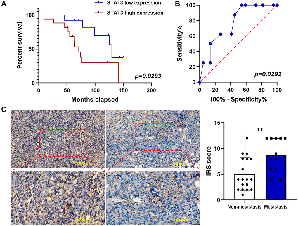 p-STAT3 expression was elevated by IHC in OS and associated with poor prognosis. (A) Kaplan–Meier curves showed the p-STAT3 expression on overall survival in 30 OS patients (*p n = 30). (B) ROC curve of predictive value of p-STAT3 expression on lung metastasis of OS patients (*p n = 30). (C) IHC staining of p-STAT3 in OS samples (**p n = 30). The data were expressed as the mean ± SD.