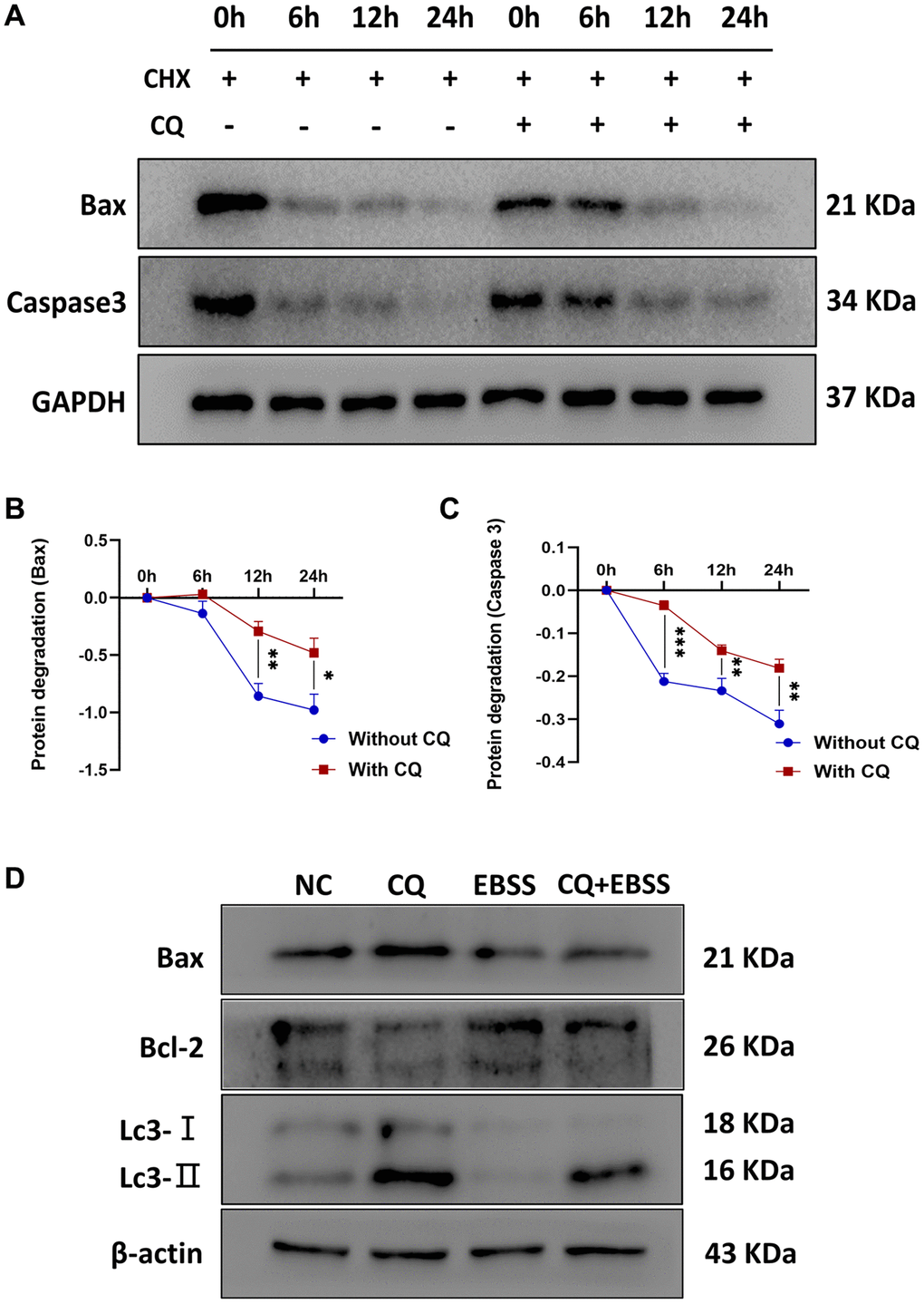 CQ reduced the protein degradation of Bax and Caspase3, and CQ-induced apoptosis of OS cells was dependent on the lysosomal inhibition. The (A) Representative pictures from tumor cell western blot assay. (B) The graph is the quantified data of the western blot for the expression of BAX, and GAPDH was used as a load control (*p **p n = 3). (C) The graph is the quantified data of the western blot for the expression of Caspase3, and GAPDH was used as a load control (**p ***p n = 3). (D) Representative pictures from 143B cells western blot assay and the cells were treated with PBS, 20 μM CQ, EBSS, or the combination of CQ and EBSS. The data were expressed as the mean ± SD.