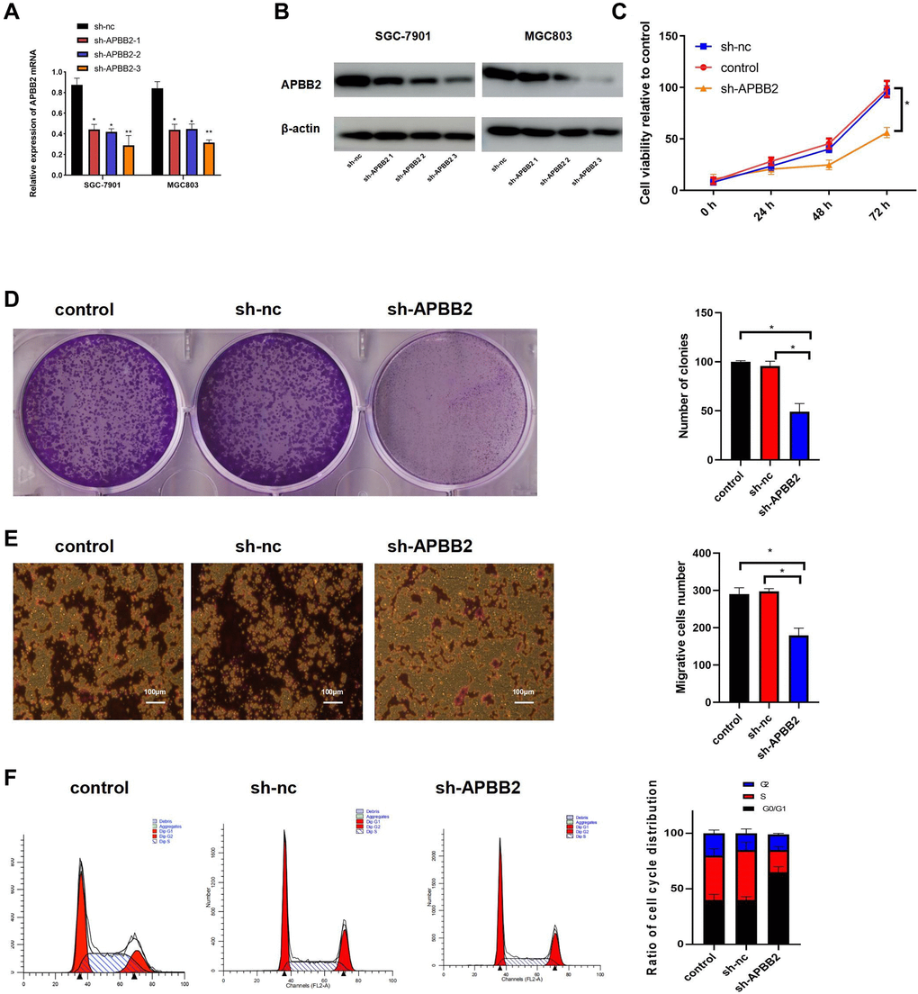 The down-regulation of APBB2 attenuates proliferation, invasion, and cell cycle progression in GA cell lines. (A and B) evaluation of APBB2 expression by PCR and Western blot in GA cell lines following treatment with APBB2-sh-RNA 1,2,3. (C) Cell viability was evaluated using an MTT assay. (D) GA cell proliferation was determined by a colony formation assay. (E) A transwell assay was used to determine the invasion ability of GA cells (4×). (F) FCM was used to analyze the proportion of GA cells in each phase of the cell cycle (APBB2-silenced cells and NC cells). *P 