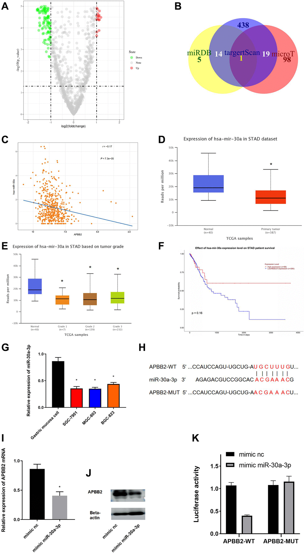 miR-30a-3p down-regulates APBB2. (A) DEmiRNA volcano map of the normal group and tumor group based on the GEO dataset. (B) Venn diagram of predicted down-regulated DEmiRNAs upstream of APBB2. (C) Pearson correlation analysis of APBB2 and miR-30a-3p. (D) The level of miR-30a-3p expression was down-regulated in the tumor group (red) compared with the normal samples (blue). (E) Box plots of miR-30a-3p expression associated with the different clinical stages of GA. (F) Survival curves associated with miR-30a-3p expression as an indicator of prognosis. Red indicates the high expression group and blue indicates the low expression group. (G) Expression of miR-30a-3p in BES-1 and GA cell lines (SGC-7901, MGC-803, and BGC-823). (H) Binding sites of miR-30a-3p and the 3′UTR of APBB2. (I and J) Results of the mRNA and protein levels were used to evaluate the effect of miR-30a-3p on APBB2. (K) A dual-luciferase reporter gene assay was used to determine the targeted binding of miR-30a-3p and APBB2. *P 