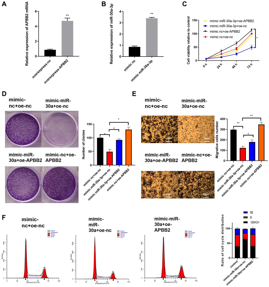 The overexpression of miR-30a-3p inhibits GA development, which can be reversed by APBB2. (A) Expression of miR-30a-3p and APBB2 in transfected cells was detected by qRT-PCR. (B) An MTT assay was used to determine cell viability at 24 h, 48 h, and 72 h, respectively. (C) The proliferation of GA cells was determined by a colony formation assay. (D and E) A transwell assay was used to determine the migration and invasion ability of GA cells(4×); (F) The proportion of GA cells in each stage of the cell cycle was analyzed by FCM. *P **P 