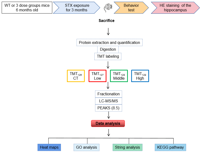 Flow-chart of experimental design. C57BL/6NJ mice were treated with 0, 0.5, 1.5 or 4.5 μg Saxitoxin (STX) equivalents/kg body weight in the drinking water for 3 months. The mice were sacrificed after behavioral tests, and brain hippocampal tissues were isolated for further HE staining and proteomic analysis. Protein was pooled from six animals in each group (Marked as CT, Low, Middle, High) and was digested into peptides. The peptides were further labeled with 6-plex TMT and HPRP fractionation followed by LC-MS/MS analysis. Proteomics analysis was performed by using PEAKS 8.5 software, and bioinformatics analysis. Including heat map, GO, STRING and KEGG pathway was were performed using DAVID 6.8 and OmicShare.