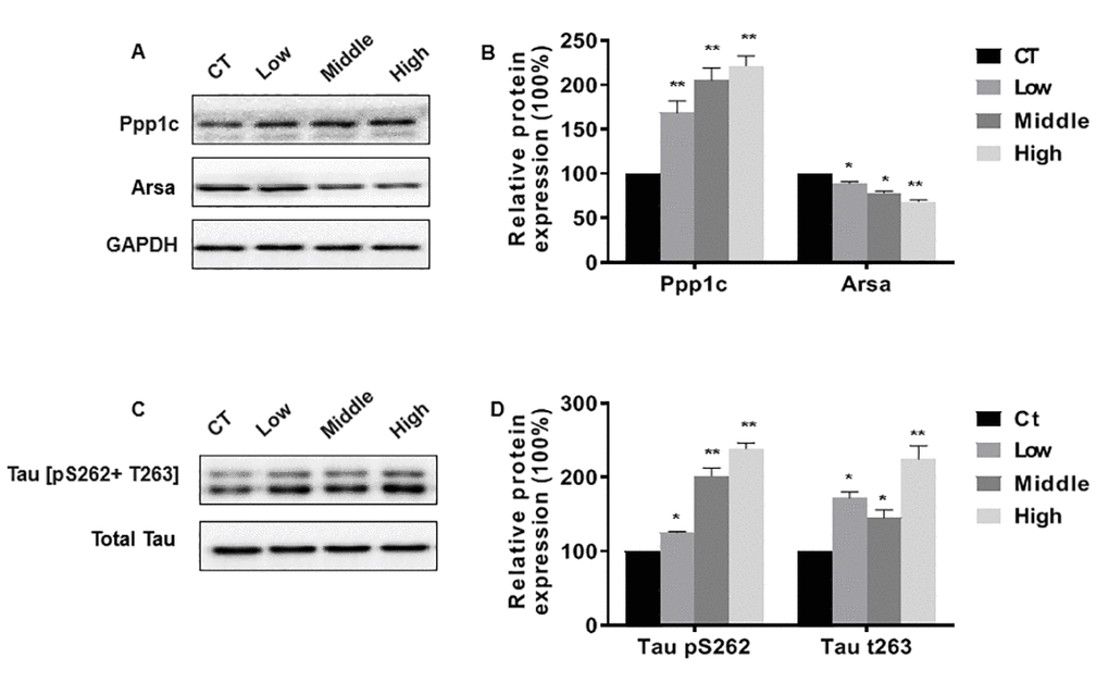 Confirmation of differentially expressed protein. (A–C) Western blots were performed, and (B–D) relative protein levels of Ppp1c, Arsa and tau[pS262+ T263] were measured. Blots were quantified by densitometry and normalized by use of GAPDH or Total Tau to correct for differences in loading of proteins. The graphed results depict the mean {plus minus} SEM. *P 