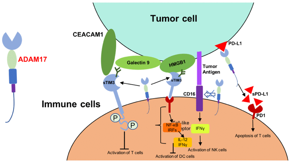 Mechanism of ADAM17-mediated reduced antitumor activity of immune cells. Abbreviations: CEACAM1, carcinoembryonic antigen-related cell adhesion molecule 1; HMGB1, high mobility group protein B1; IRFs, interferon regulatory factors; sTIM3, soluble TIM3; sPD-L1, soluble PD-L1.