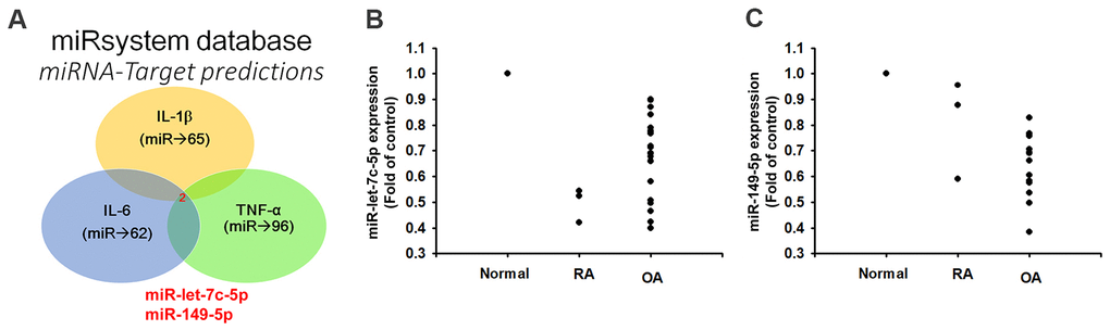 Lower levels of miR-let-7c-5p and miR-149-5p expression in OA and RA patients compared with normal controls. (A) Open-source software (miRWalk, miRanda, and TargetScan) sought to identify miRNAs that could possibly interfere with IL-1β, IL-6 and TNF-α transcription. (B, C) Levels of miR-let-7c-5p and miR-149-5p expression in normal controls (n=5), OA (n=3) and RA (n=12) patients were examined by qPCR.