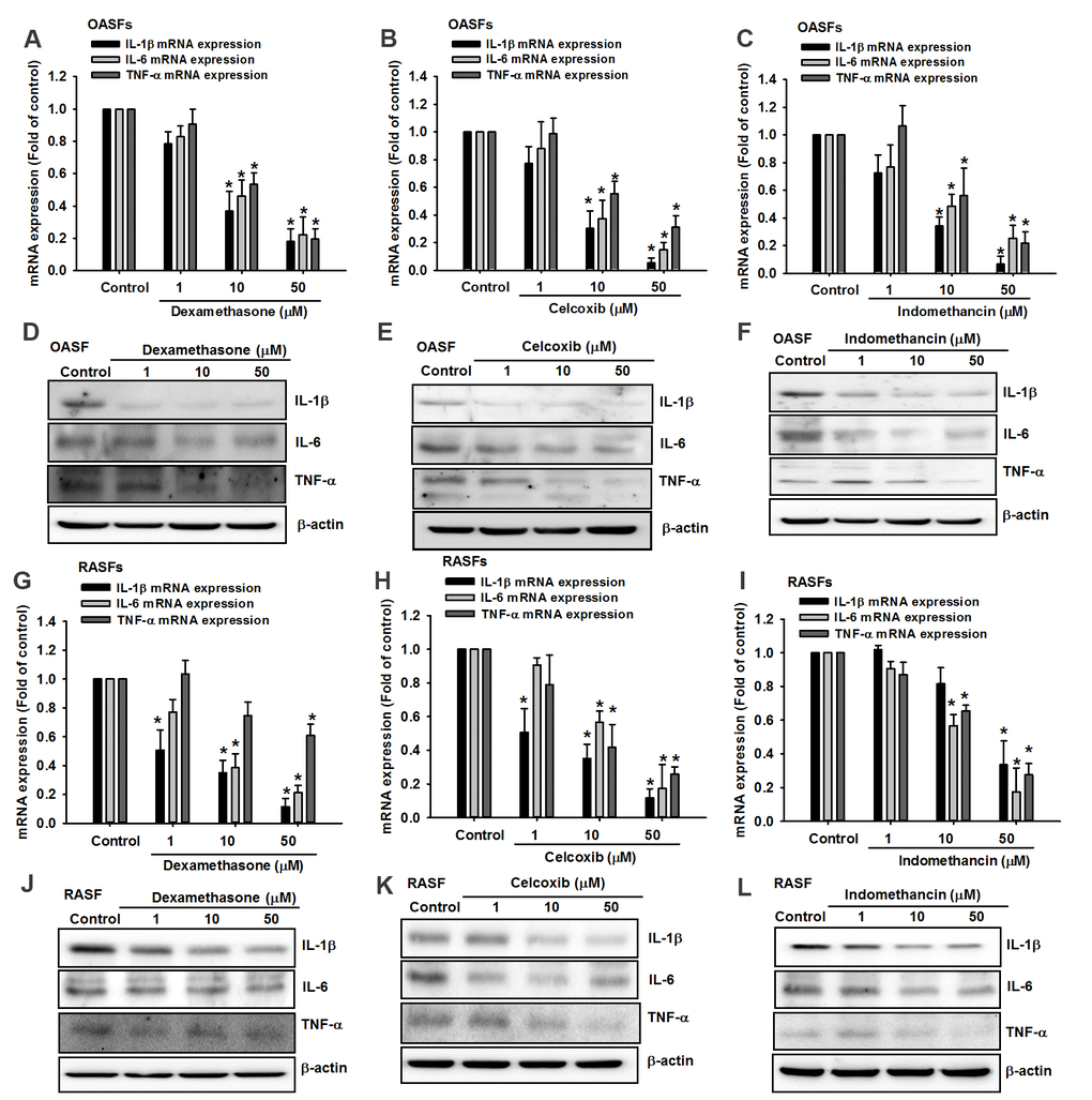 Anti-inflammatory agents reduce proinflammatory cytokine production in OASFs and RASFs. After treating OASFs (A–F) and RASFs (G–L) with dexamethasone, celecoxib, or indomethacin (1–50 μM), Western blot and qPCR assays quantified the levels of IL-1β, IL-6 and TNF-α expression.