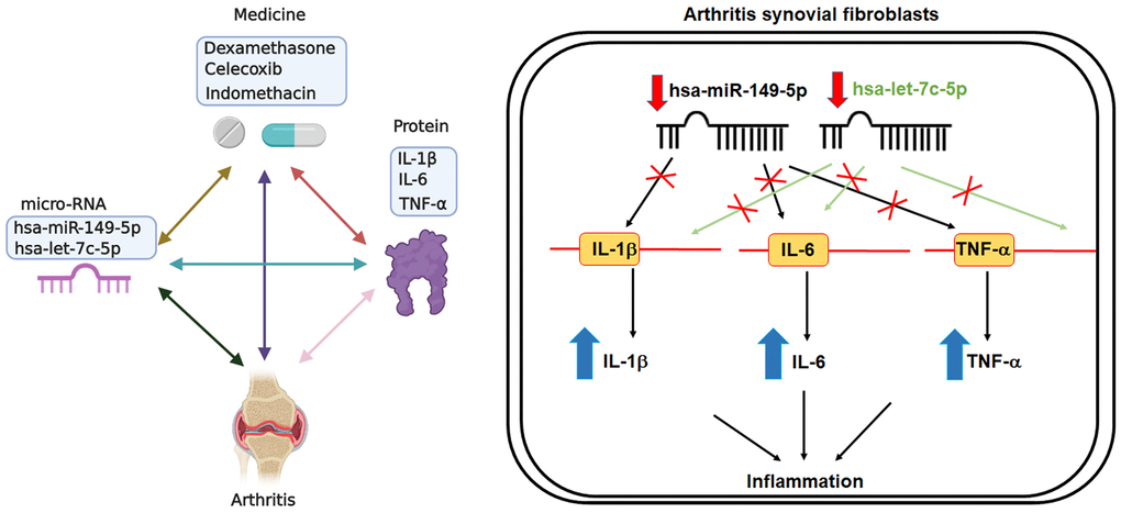 Schematic diagram summarizes the effects of miR-let-7c-5p and miR-149-5p in OA ad RA. Treatment of OASFs and RASFs with anti-inflammatory agents upregulates levels of miR-let-7c-5p and miR-149-5p expression, leading to decreases in the expression of proinflammatory cytokines (IL-1β, IL-6 and TNF-α). Thus, enhancing miR-let-7c-5p and miR-149-5p expression may be a novel therapeutic avenue for halting the progression of OA and RA disease.