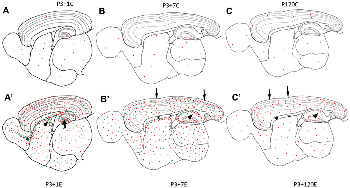 Diagrams (A–C) show γH2AX foci (red dots) in the brain of the control animal without irradiation. In P3+1C or P4 mouse brain, a few apoptotic bodies (green dots) randomly appear in different brain regions (A). One day after irradiation at P3, γH2AX foci (red dots) and apoptotic bodies (green dots) increase obviously in all brain regions (A’). Drastic increase of apoptotic bodies (green dots) appear in the hilus of the dentate gyrus (arrow), in the subventricular zone of the lateral ventricle (arrowhead) and in the rostral migratory stream (asterisk) (A’). Seven days after irradiation at P3, many γH2AX foci (red dots) and apoptotic bodies (green dots) still exist in all brain regions (B’). However, there was no obvious change of γH2AX foci in the pia mater (arrow), white matter (corpus callosum, asterisks), the strata laculosum moleculare, radiatum (arrow), oriens of CA1-3 areas, the stratum moleculare of the dentate gyrus (B’). One hundred-twenty days after irradiation at P3, there are still some γH2AX foci (red dots) still exist in all brain regions (C’) although the number of γH2AX foci is reduced obviously.