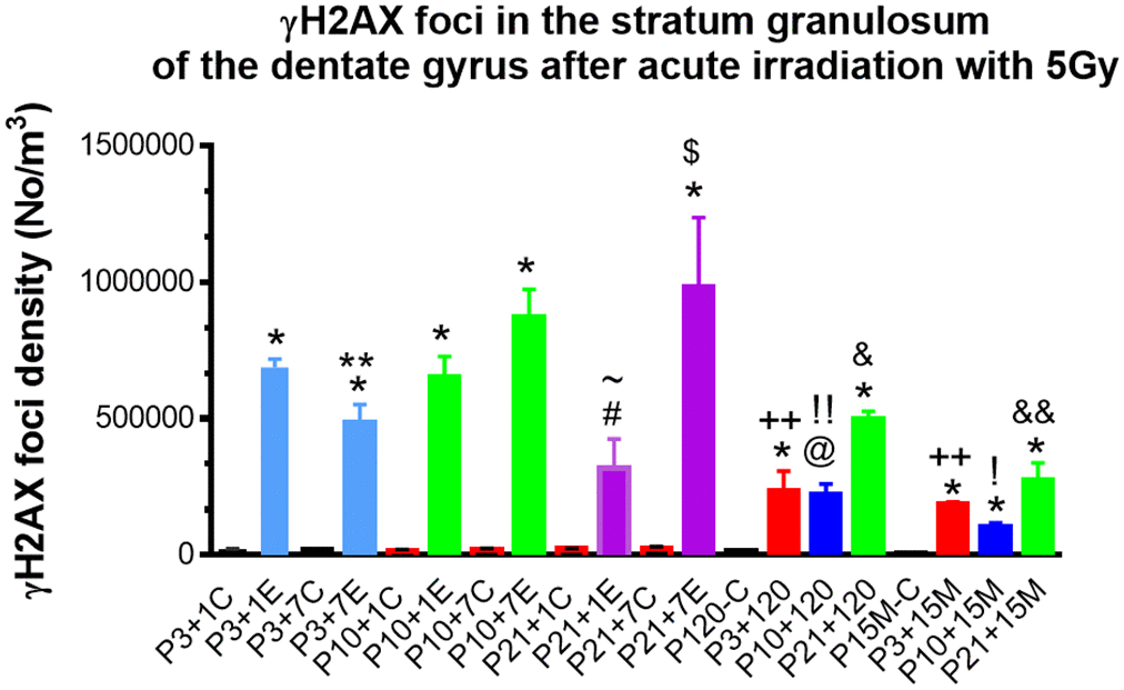 Quantitative analysis of γH2AX foci in the stratum granulosum of the dentate gyrus among experimental mice 1day, 7, 120 days and 15 months after irradiation with 5Gy at P3, P10 and P21 respectively. *P