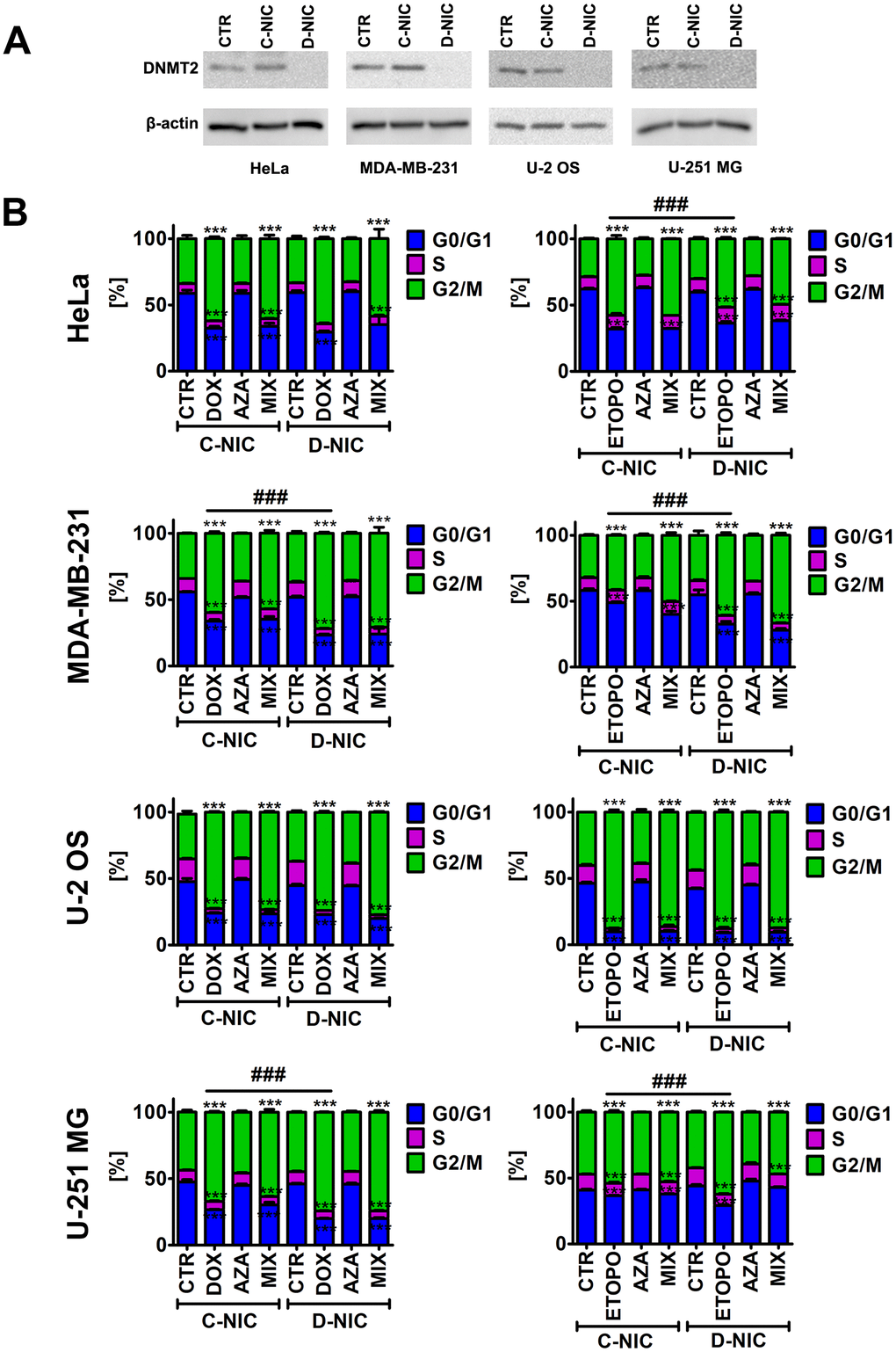 DNMT2/TRDMT1 gene knockout in four cancer cell lines, namely HeLa cervical cancer cells, MDA-MB-231 breast cancer cells, U-2 OS osteosarcoma cells and U-251 MG glioblastoma cells (A) and DNMT2/TRDMT1 gene knockout-mediated changes in the cell cycle of DOX- and ETOPO-treated cancer cells (B). (A) Western blot-based analysis of the protein levels of DNMT2/TRDMT1. Anti-β-actin antibody served as a loading control. (B) DNA content-based analysis of cell cycle was conducted using flow cytometry. Bars indicate SD, n = 3, ***p a posteriori test), ###pa posteriori test). CTR, control conditions; DOX, doxorubicin treatment; ETOPO, etoposide treatment; AZA, azacytidine treatment; MIX, azacytidine post-treatment; C-NIC, control cells with unmodified levels of DNMT2/TRDMT1 containing control plasmid; D-NIC, cells with DNMT2/TRDMT1 gene knockout containing dedicated DNMT2 double nickase plasmid.