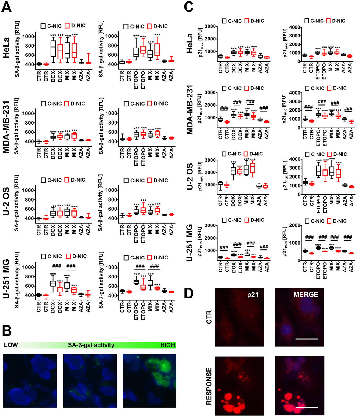 DNMT2/TRDMT1 gene knockout-mediated changes in the levels of senescence-associated-beta-galactosidase (SA-β-gal) positive cells (A, B) and nuclear p21 pools (C, D) in four cancer cell lines treated with DOX or ETOPO. (A, B) Cellular senescence was revealed using imaging cytometry. SA-β-gal activity is presented as relative fluorescence units (RFU). (B) Representative microphotographs are shown, objective 20x, nucleus staining (blue), SA-β-gal staining (green). (C, D) Nuclear p21 immuno-staining. (C) Nuclear p21 levels are presented as relative fluorescence units (RFU). (D) Representative microphotographs are shown, objective 20x, nucleus staining (blue), nuclear p21 immuno-staining (red), RESPONSE, representative DOX or ETOPO treatment. (A, C) Box and whisker plots are shown, n = 3, ***p a posteriori test), ###pa posteriori test). CTR, control conditions; DOX, doxorubicin treatment; ETOPO, etoposide treatment; AZA, azacytidine treatment; MIX, azacytidine post-treatment; C-NIC, control cells with unmodified levels of DNMT2/TRDMT1 containing control plasmid; D-NIC, cells with DNMT2/TRDMT1 gene knockout containing dedicated DNMT2 double nickase plasmid.