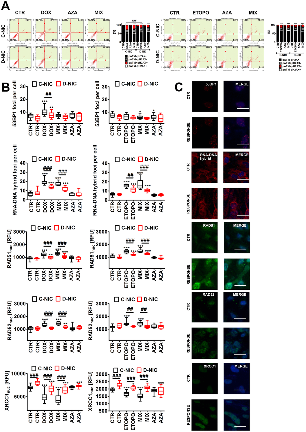 DNMT2/TRDMT1 gene knockout-mediated DNA damage response (DDR) in U-251 MG glioblastoma cells treated with DOX or ETOPO. (A) Activation of ATM and H2AX was evaluated using flow cytometry. Representative dot plots are shown. Bars indicate SD, n = 3, ***p a posteriori test), ###p a posteriori test). (B, C) 53BP1 foci, RNA-DNA hybrid foci, RAD51, RAD52 and XRCC1 immunostaining (red or green). The levels of RAD51, RAD52 and XRCC1 are expressed as relative fluorescence units (RFU). Representative microphotographs are shown, objective 20x, nucleus staining (blue), RESPONSE, representative DOX or ETOPO treatment. Box and whisker plots are shown, n = 3, ***p **p *p a posteriori test), ###p ##p a posteriori test). CTR, control conditions; DOX, doxorubicin treatment; ETOPO, etoposide treatment; AZA, azacytidine treatment; MIX, azacytidine post-treatment; C-NIC, control cells with unmodified levels of DNMT2/TRDMT1 containing control plasmid; D-NIC, cells with DNMT2/TRDMT1 gene knockout containing dedicated DNMT2 double nickase plasmid.