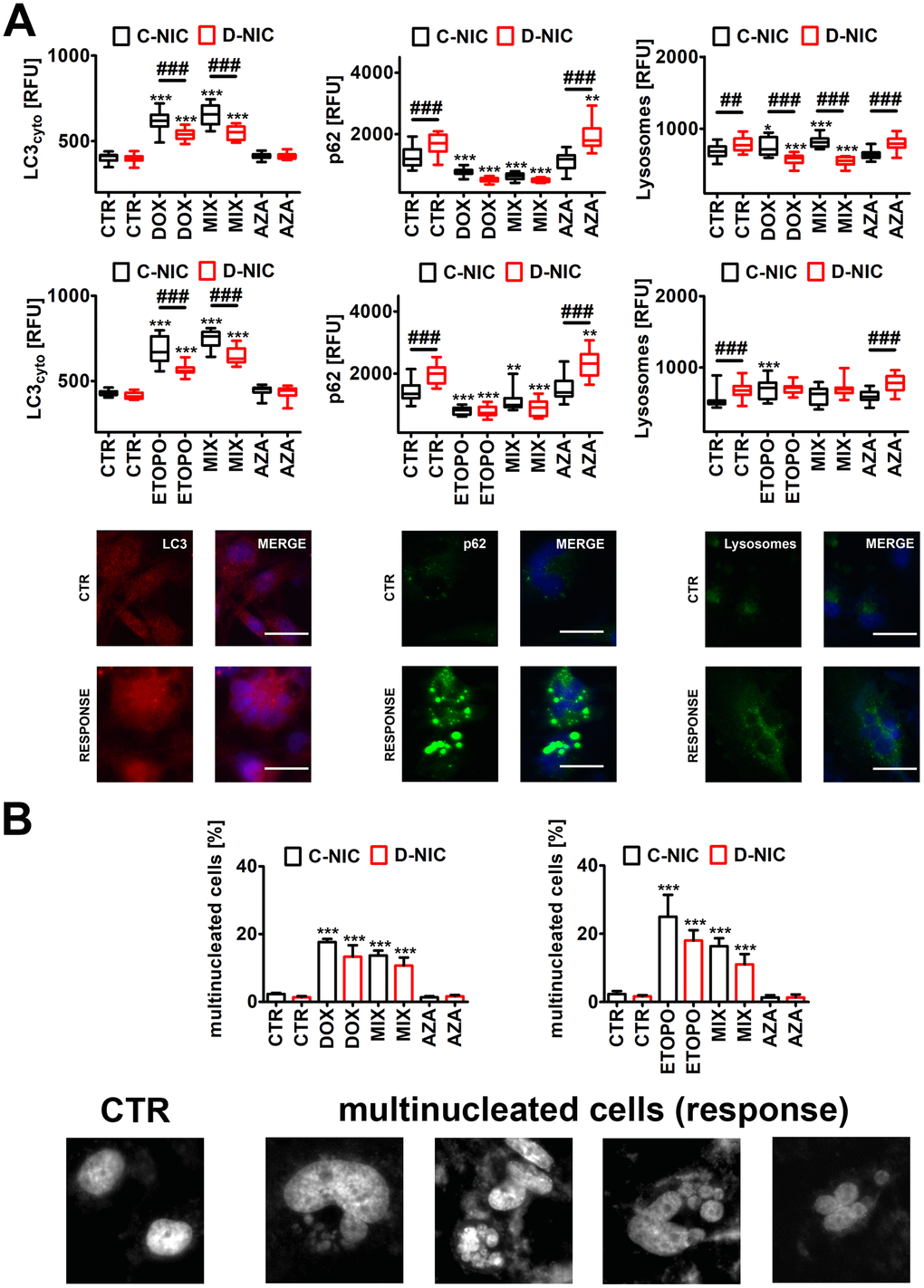 DNMT2/TRDMT1 gene knockout-mediated autophagy (A) and multinucleation (B) in U-251 MG glioblastoma cells treated with DOX or ETOPO. (A) LC3 immunostaining (red) and GFP-based imaging of a lysosomal marker Lamp1 and an autophagy marker p62 (green). The levels of LC3, p62 and Lamp1 are expressed as relative fluorescence units (RFU). Representative microphotographs are shown, objective 20x, nucleus staining (blue), RESPONSE, representative DOX or ETOPO treatment. Box and whisker plots are shown, n = 3, ***p **p *p a posteriori test), ###p ##p a posteriori test). (B) Multinucleation events (%) were analyzed using Hoechst 33342 staining. Representative microphotographs are shown, objective 20x, RESPONSE, representative DOX or ETOPO treatment. Bars indicate SD, n = 3, ***p a posteriori test). CTR, control conditions; DOX, doxorubicin treatment; ETOPO, etoposide treatment; AZA, azacytidine treatment; MIX, azacytidine post-treatment; C-NIC, control cells with unmodified levels of DNMT2/TRDMT1 containing control plasmid; D-NIC, cells with DNMT2/TRDMT1 gene knockout containing dedicated DNMT2 double nickase plasmid.