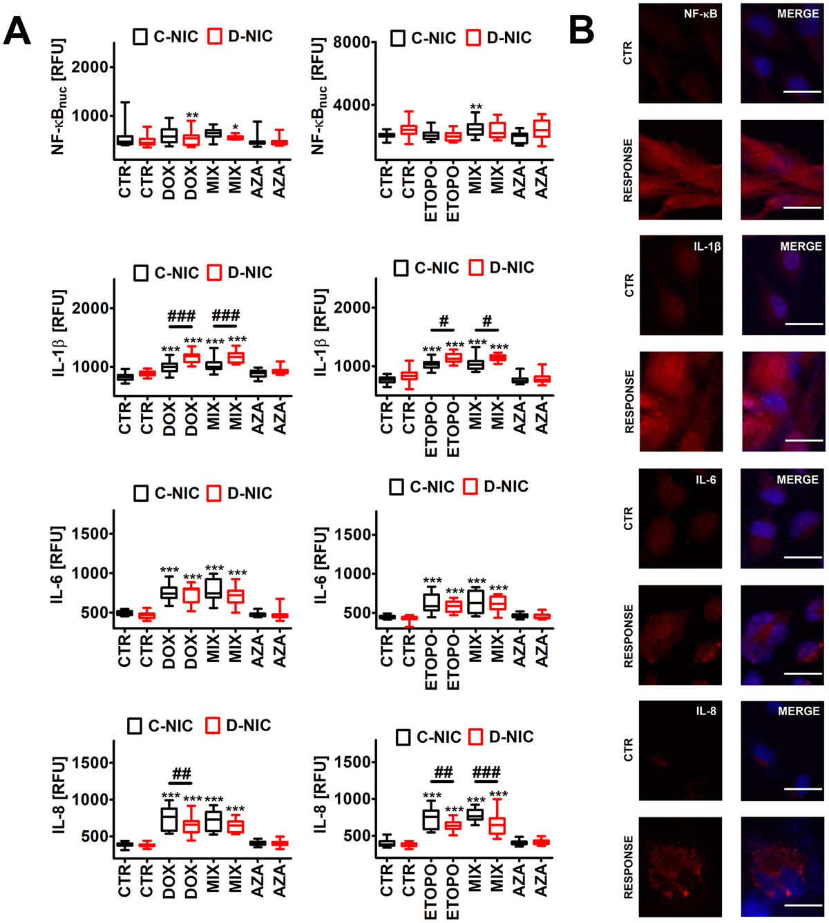 DNMT2/TRDMT1 gene knockout-mediated senescence-associated secretory phenotype (SASP) (A, B) in U-251 MG glioblastoma cells treated with DOX or ETOPO. (A) The levels of NF-κB, IL-1β, IL-6 and IL-8 are expressed as relative fluorescence units (RFU). Box and whisker plots are shown, n = 3, ***p **p *p a posteriori test), ###p ##p #p a posteriori test). (B) NF-κB, IL-1β, IL-6 and IL-8 immunostaining (red). Representative microphotographs are shown, objective 20x, nucleus staining (blue), RESPONSE, representative DOX or ETOPO treatment. CTR, control conditions; DOX, doxorubicin treatment; ETOPO, etoposide treatment; AZA, azacytidine treatment; MIX, azacytidine post-treatment; C-NIC, control cells with unmodified levels of DNMT2/TRDMT1 containing control plasmid; D-NIC, cells with DNMT2/TRDMT1 gene knockout containing dedicated DNMT2 double nickase plasmid.
