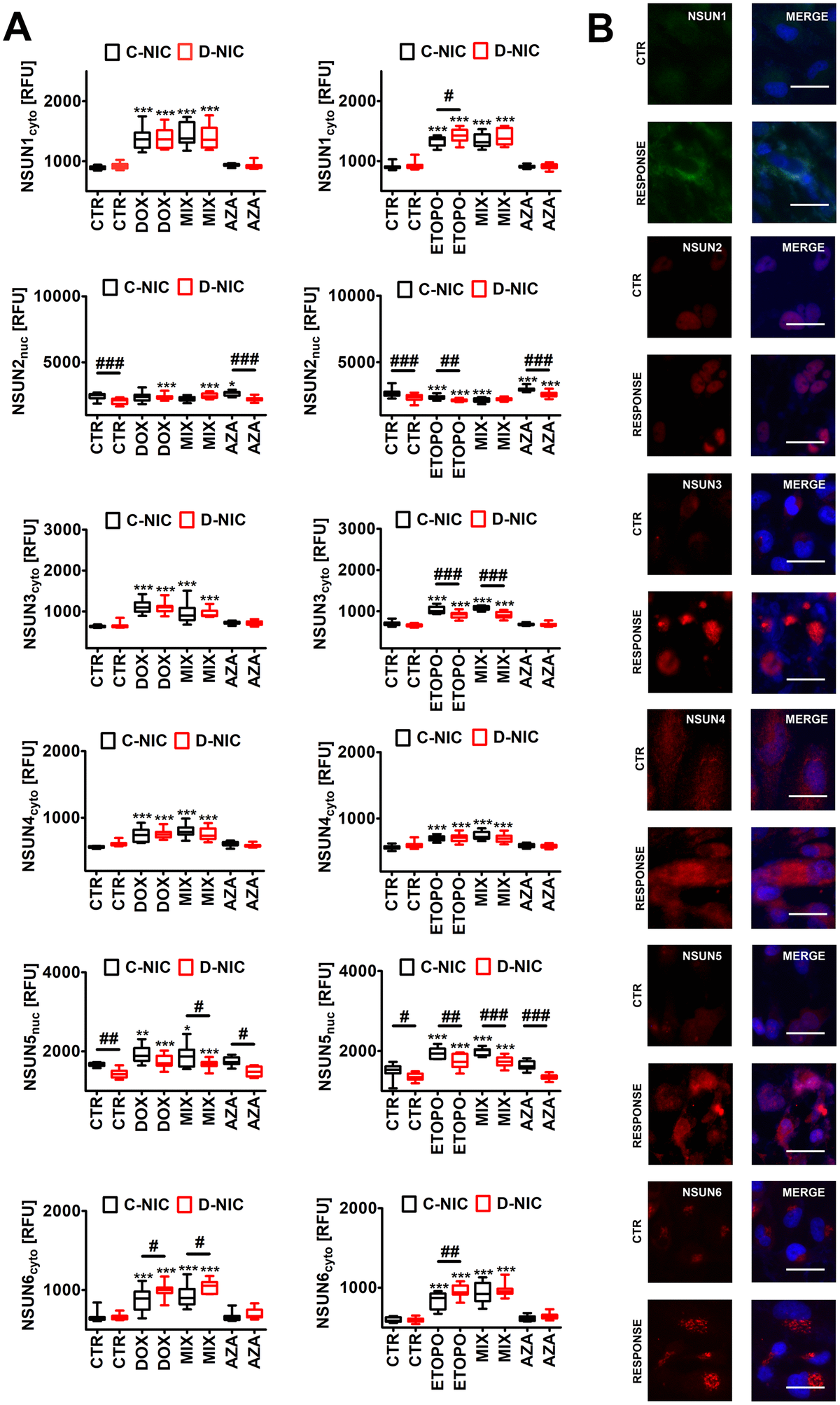 DNMT2/TRDMT1 gene knockout-mediated changes in the levels of NSUN proteins (A, B) in U-251 MG glioblastoma cells treated with DOX or ETOPO. (A) The levels of NSUN1, NSUN2, NSUN3, NSUN4, NSUN5 and NSUN6 are expressed as relative fluorescence units (RFU). Box and whisker plots are shown, n = 3, ***p **p *p a posteriori test), ###p ##p #p a posteriori test). (B) NSUN1, NSUN2, NSUN3, NSUN4, NSUN5 and NSUN6 immunostaining (red). Representative microphotographs are shown, objective 20x, nucleus staining (blue), RESPONSE, representative DOX or ETOPO treatment. CTR, control conditions; DOX, doxorubicin treatment; ETOPO, etoposide treatment; AZA, azacytidine treatment; MIX, azacytidine post-treatment; C-NIC, control cells with unmodified levels of DNMT2/TRDMT1 containing control plasmid; D-NIC, cells with DNMT2/TRDMT1 gene knockout containing dedicated DNMT2 double nickase plasmid.