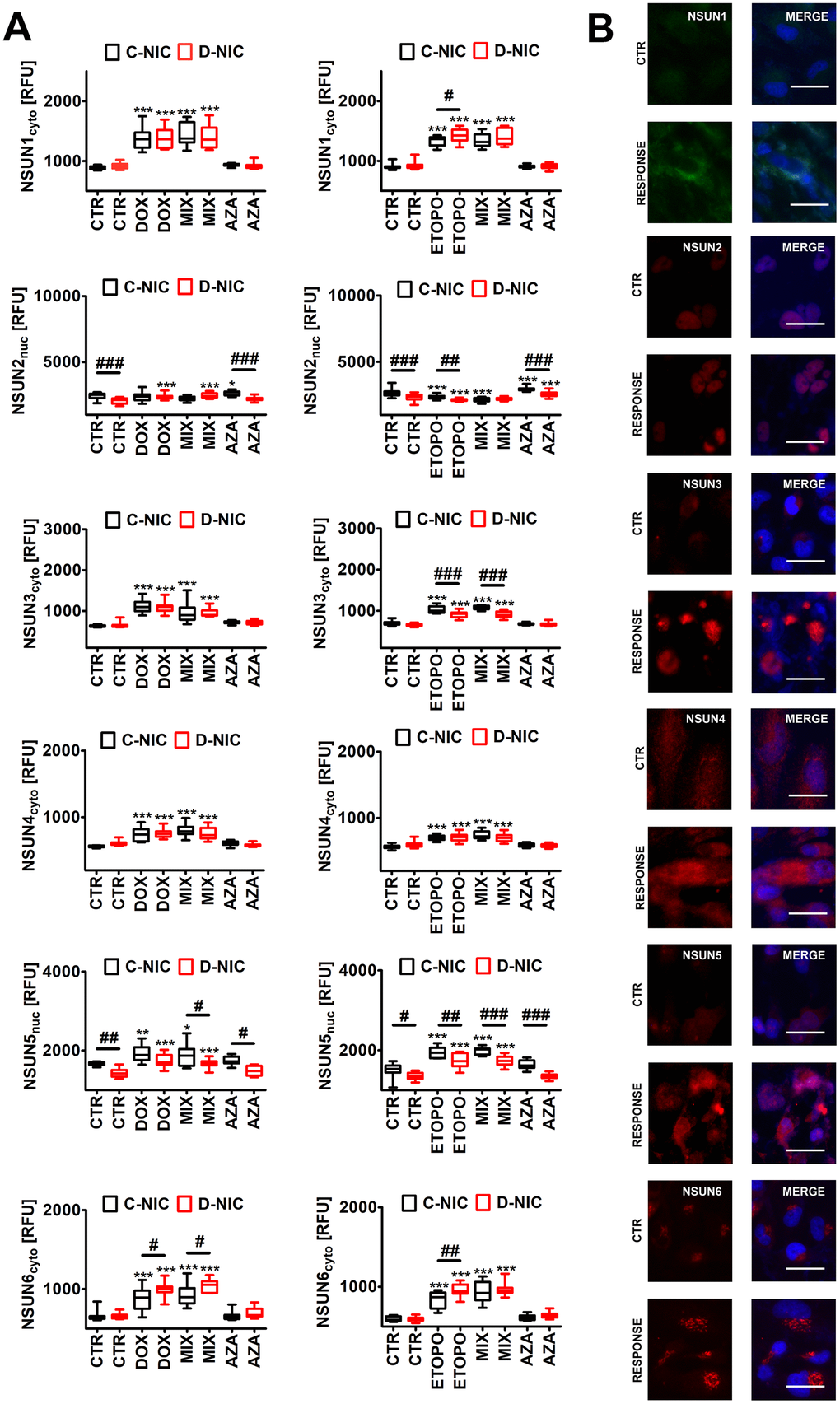 DNMT2/TRDMT1 gene knockout-mediated changes in the levels of NSUN proteins (A, B) in U-251 MG glioblastoma cells treated with DOX or ETOPO. (A) The levels of NSUN1, NSUN2, NSUN3, NSUN4, NSUN5 and NSUN6 are expressed as relative fluorescence units (RFU). Box and whisker plots are shown, n = 3, ***p **p *p a posteriori test), ###p ##p #p a posteriori test). (B) NSUN1, NSUN2, NSUN3, NSUN4, NSUN5 and NSUN6 immunostaining (red). Representative microphotographs are shown, objective 20x, nucleus staining (blue), RESPONSE, representative DOX or ETOPO treatment. CTR, control conditions; DOX, doxorubicin treatment; ETOPO, etoposide treatment; AZA, azacytidine treatment; MIX, azacytidine post-treatment; C-NIC, control cells with unmodified levels of DNMT2/TRDMT1 containing control plasmid; D-NIC, cells with DNMT2/TRDMT1 gene knockout containing dedicated DNMT2 double nickase plasmid.