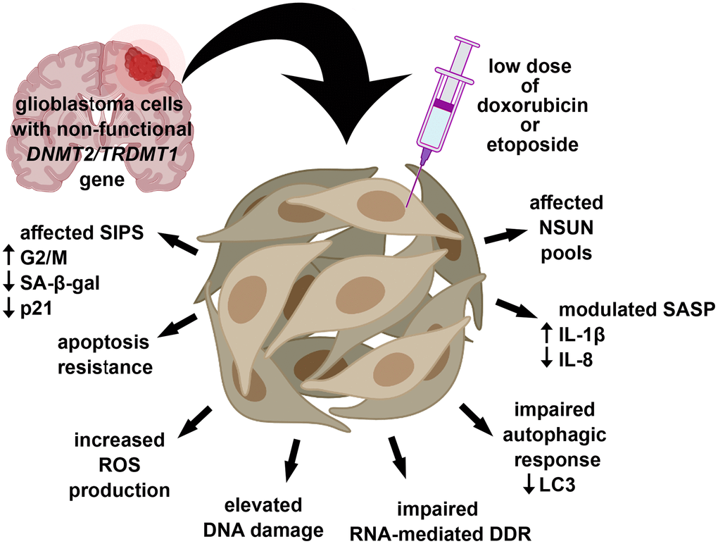 DNMT2/TRDMT1 gene knockout modulated DOX- and ETOPO-induced senescence program in glioblastoma cells as judged by affected SIPS response (lowered number of SA-beta-gal-positive cells and diminished levels of nuclear p21), apoptosis resistance, increased ROS production, increased DSBs, impaired RNA-mediated DDR and autophagic response, modulated SASP and the levels of NSUN proteins. Thus, DNMT2/TRDMT1 gene knockout may result in the promotion of some selected adverse side effects mediated by drug-stimulated senescence.