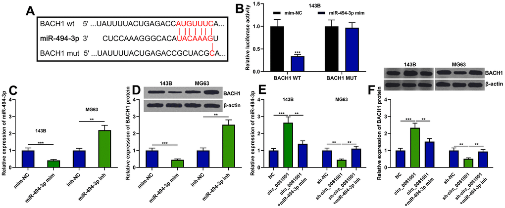 BACH1 expression was regulated by circ