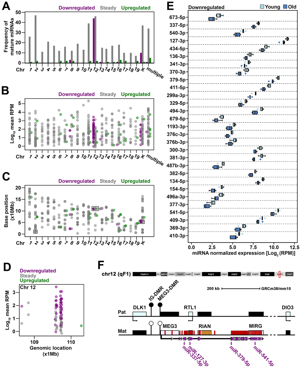 Genomic distribution of miRNAs sequenced in old cardiac fibroblasts (A) The frequency of mature miRNAs mapped to each mouse chromosome or to multiple chromosomes. (B) The expression level of mature miRNAs that mapped to each chromosome or to multiple chromosomes. (C) The genomic location of mature miRNAs represented by the position at which the corresponding gene begins. Mature miRNAs with multiple genomic locations were not depicted due to unknown source of expression given multiple loci. (D) The genomic location and expression level of miRNAs clustered on chromosome 12. (E) The expression of downregulated mature miRNAs mapped to Meg3-Mirg locus in old and young cardiac fibroblasts. When both -3p and -5p strands were detected, the one with greater expression was considered as representative for the respective miRNA gene. MiRNAs were ordered based on their location within the Meg3-Mirg cluster. (F) Schematic representation of the Meg3-Mirg locus as part of the Dlk1-Dio3 paternally imprinted locus. Meg3-Mirg locus is expressed from the maternal allele and comprises only non-coding RNAs, i.e. lncRNA (Meg3, Rian, Mirg), snoRNAs (orange bars) and miRNAs (red bars). MiRNA genes expressed in cardiac fibroblasts are illustrated as arrows: grey arrows depict steady miRNA, and purple arrows show downregulated miRNAs. MiRNAs chosen as representative for Meg3-Mirg cluster are emphasized. Additional information is shown in Supplementary Figure 2.