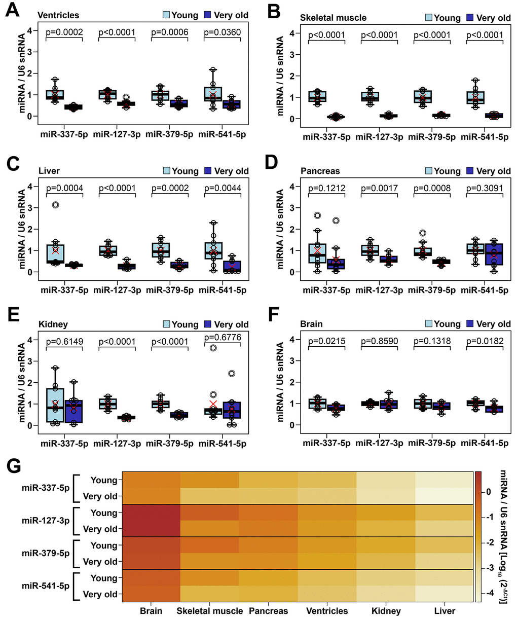 Age-dependent alteration of representative miRNAs from Meg3-Mirg cluster in several mouse organs (A–F) The expression of miRNAs in cardiac ventricle (A), skeletal muscle (B), liver (C), pancreas (D), kidney (E) and brain (F) in young and very old mice. For each miRNA, the expression is presented relative to the young group; Two-tailed two-samples T-test for equal or unequal variances; Wilcoxon two-sample test for non-normal distribution; * p G) Heat map showing the expression of representative miRNAs normalized to U6 snRNA in mouse organs harvested from young and very old mice; Note that different organs showed variable expression of representative miRNAs (brain > skeletal muscle > pancreas > ventricles > kidney > liver).