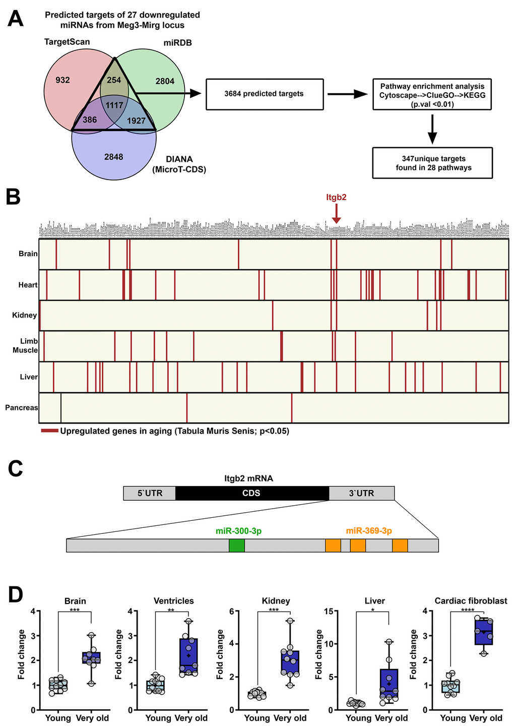 Genes upregulated in aging which are targeted by miRNAs from Meg3-Mirg locus. (A) Venn diagram illustrating the predicted targets of the 27 downregulated miRNAs. Three databases were interrogated and the overlapping targets were further used for pathway enrichment analysis, which identified 347 unique genes. (B) Graphical illustration of the intersection between the unique genes found in KEGG pathway and the upregulated genes identified in Tabula Muris Senis database. The upregulated genes are highlighted in each organ. Itgb2 emerged as the only gene upregulated in 4 out of 6 organs. (C) Illustration of the recognition sites of miRNAs from the locus targeting the 3`UTR region of Itgb2 mRNA. (D) The expression of the Itgb2 in the brain, ventricle, kidney, liver and cultured cardiac fibroblasts. For each organ, the expression is presented relative to the young group. Two-tailed two-samples T-test for equal or unequal variances; Wilcoxon two-sample test for non-normal distribution; * p 