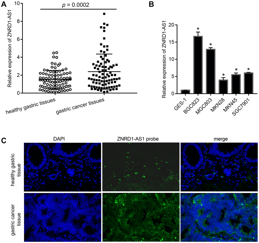 ZNRD1-AS1 level in gastric cancer tissues and cell lines. (A) ZNRD1-AS1 level in gastric cancer tissues compared to adjacent healthy gastric tissues, as detected by qRT-PCR (n=90). (B) ZNRD1-AS1 level in gastric cancer cell lines compared to human normal gastric epithelial cell line GES-1, as detected by qRT-PCR. *p C) Distribution of ZNRD1-AS1 expression in gastric cancer tissues and adjacent healthy gastric tissues (n=20).