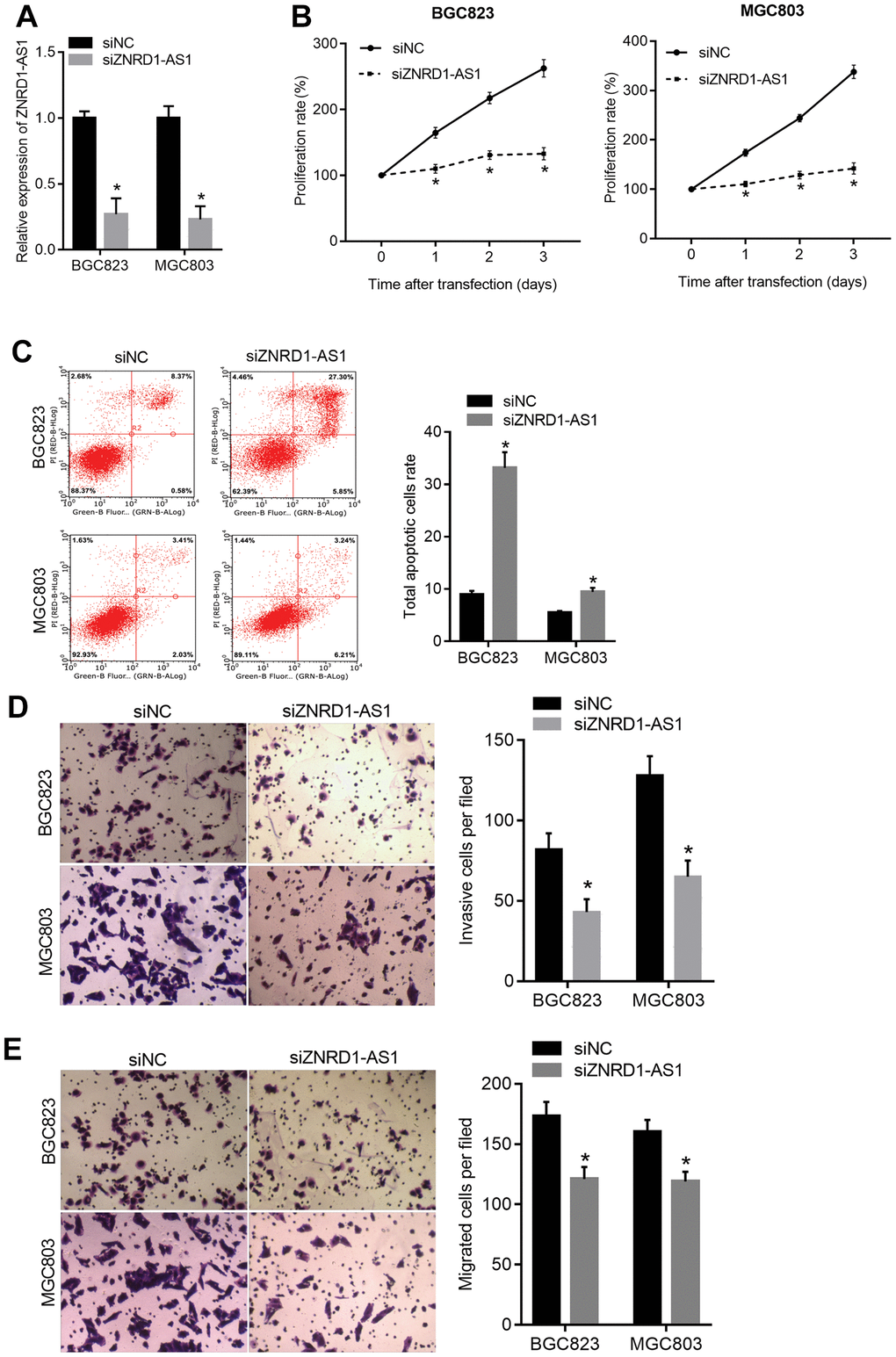 ZNRD1-AS1 knockdown suppresses malignant characteristics and promotes apoptosis in MGC803 and BGC823 cells. siRNA targeting ZNRD1-AS1 (siZNRD1-AS1) or negative control siRNA (siNC) was transfected into MGC803 and BGC823 cells. ZNRD1-AS1 levels were measured using qRT-PCR (A). Cell proliferation (B) and apoptosis (C) were analyzed by CCK8 assay and flow cytometry, respectively. Cell invasion (D) and migration (E) were analyzed by Transwell assays. Left panels show representative micrographs. Right panels show statistical results. *p 