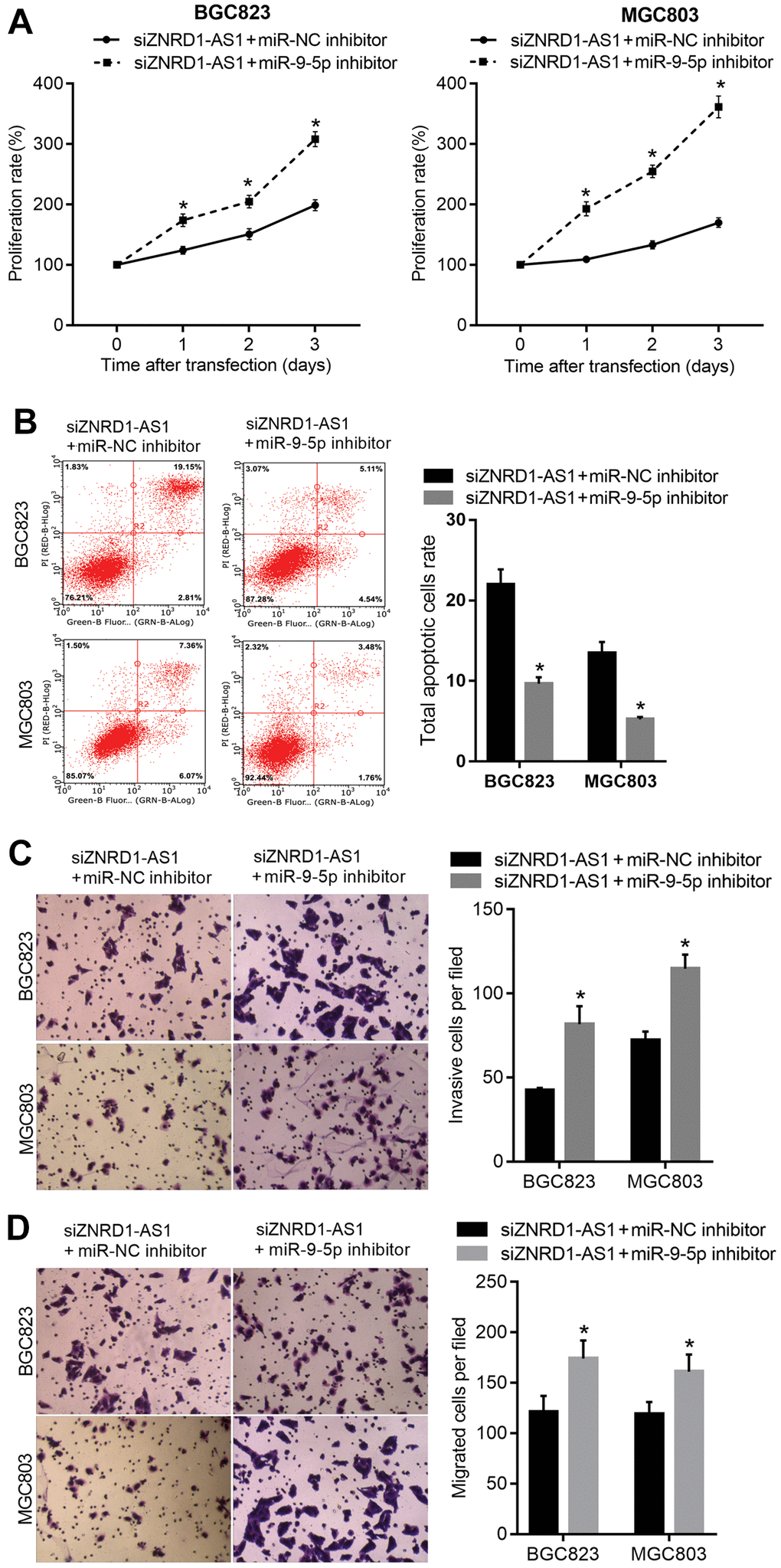 miR-9-5p inhibitor rescues the effect of ZNRD1-AS1 knockdown on malignant characteristics and apoptosis. miR-9-5p inhibitor was cotransfected into MGC803 and BGC823 cells; with cotransfection of siZNRD1-AS1 and miR-NC inhibitor as control. Cell proliferation (A) and apoptosis (B) were analyzed by CCK8 assays and flow cytometry, respectively. Cell invasion (C) and migration (D) were analyzed by Transwell assays. Left panels show representative micrographs. Right panels show statistical results. *p 