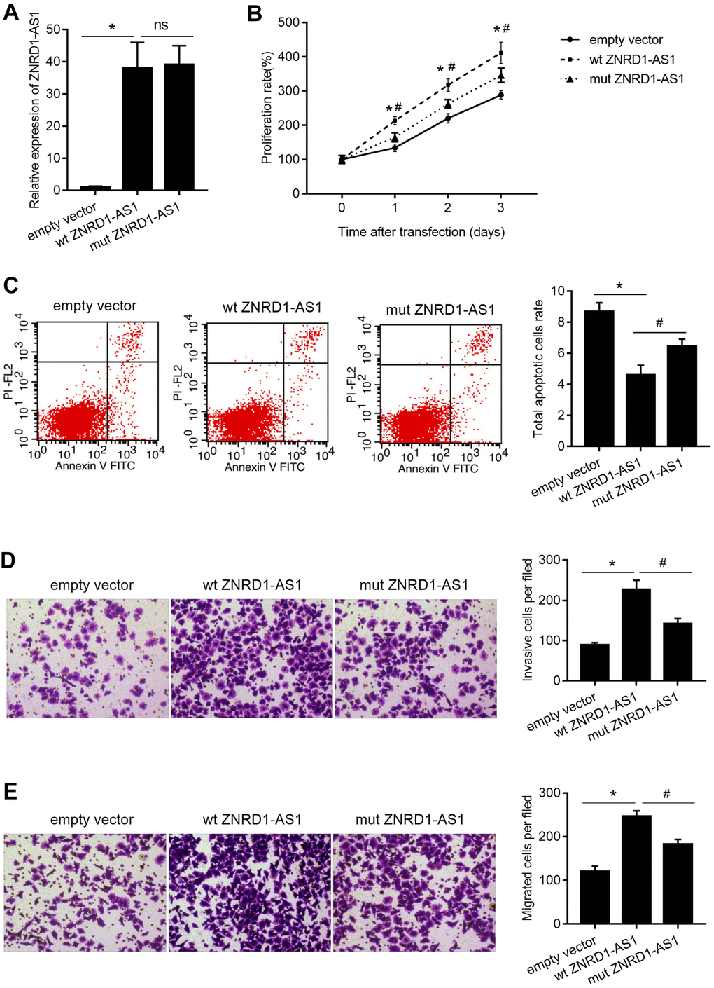 Effect of wt ZNRD1-AS1 or mut ZNRD1-AS1 overexpression on MKN28 cells. Wild-type and mutant ZNRD1-AS1 constructs or an empty vector were transfected into MKN28 cells. ZNRD1-AS1 mRNA expression was measured by qRT-PCR (A). Cell proliferation (B) and apoptosis (C) were analyzed using the CCK8 assay and flow cytometry, respectively. Cell invasion (D) and migration (E) were analyzed using the transwell assay. Left panels show representative micrographs. Right panels show statistical results. *p #p 0.05.