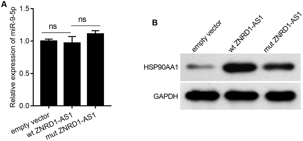 Effect of wt ZNRD1-AS1 or mut ZNRD1-AS1 overexpression on miR-9-5p or HSP90AA1 protein levels in MKN28 cells. Wild-type ZNRD1-AS1 or ZNRD1-AS1 with mutated miR-9-5p binding sites, with an empty-vector control were transfected into MKN28 cells. miR-9-5p levels was measured using qRT-PCR (A). HSP90AA1 protein expression analyzed by western blot (B). ns, p >0.05.