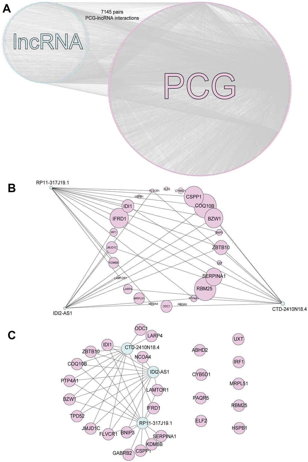 PCG-lncRNA interactions. (A) Network of differentially expressed PCG-lncRNA interactions. (B) Core driver gene network. (C) Interactions between differentially expressed genes and lncRNAs.