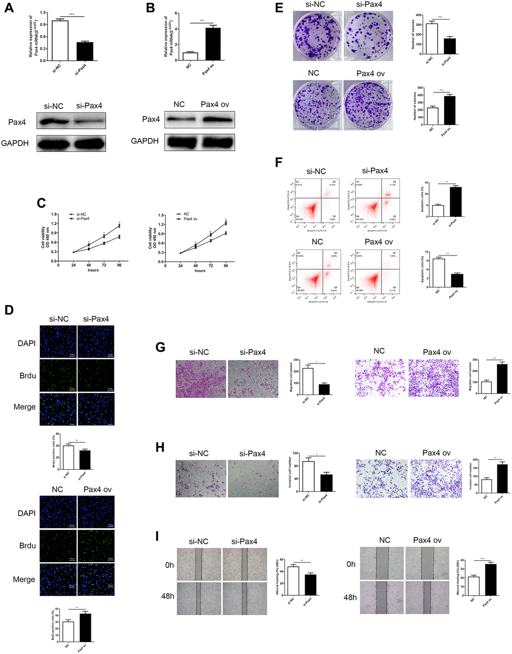 Knockdown of PAX4 in AGS cells inhibited GC cell proliferation, migration and invasion, while overexpression of PAX4 in the HGC-27 cells accelerates GC proliferation, migration and invasion. (A) PAX4 mRNA and protein levels were decreased after si-PAX4 transfection in AGS cells compared to the control group (P = 0.0004). (B) PAX4 mRNA and protein levels were increased after PAX4 ov transfection in HGC-27 cells compared to the NC group (P = 0.0058). (C) Lower PAX4 expression weaken GC cell viability and higher PAX4 expression was beneficial for GC cell viability assessed by the CCK-8 assay. (D) Lower PAX4 expression weaken GC cell proliferation (P = 0.0016) and higher PAX4 expression was beneficial for GC cell proliferation (P = 0.0091) assessed by the Brdu assay. (E) Colony formation assay determined numbers of colony formation after si-PAX4 (P = 0.0005) or PAX4 ov (P = 0.0005) transfected (P = 0.0005). (F) Flow cytometry assay demonstrated that GC cell apoptosis capacity was strengthened in the absence of PAX4 (P = 0.0014) and was attenuated in PAX4 ov group (P = 0.0011). (G–H) Transwell assay demonstrated that decreased PAX4 result in inhibition of AGS cell migration (P = 0.012) and invasion (P = 0.013), increased PAX4 enhanced GC cell migration (P = 0.0014) and invasion (P = 0.0041). (I) Wound healing assay indicated the impaired GC cell migration when reduced PAX4 (P = 0.0076) and fortified GC cell migration when PAX4 was overexpressed (P = 0.0005).