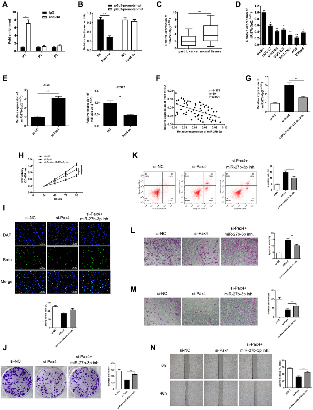 PAX4 targets and negatively regulates miR-27b-3p, and miR-27b-3p reversed PAX4 function in AGS cells. (A, B) The interaction between PAX4 and miR-27b-3p promoter region was validated through ChIP (P = 0.014) and dual luciferase assays (P = 0.0012). (C) The expression of miR-27b-3p was down-regulated in GC tissues (n = 60, P = 0.0004). (D) The expression of miR-27b-3p was down-regulated in six GC cell lines (HGC-27, MGC803, BGC-823, SGC-7901, AGS, MKN45) compared to the human gastric mucosal epithelial cell line GES-1. (E) Up-regulation of miR-27b-3p level was detected in the PAX4 knockdown group in AGS cells (P = 0.0061) and down-regulated miR-27b-3p levels were detected in the PAX4 overexpression group in HGC-27 cells by qRT-PCR (P = 0.0095). (F) There is a negative correlation between PAX4 and miR-27b-3p expression. (G) Lower miR-27b-3p levels were detected via qRT-PCR after addition of miR-27b-3p inhibitor to the si-PAX4 group (P = 0.0077). (H–I) CCK-8 and BrdU assays (P = 0.0035) detected that decreased miR-27b-3p level promoted enhanced GC cell viability and proliferation abilities. (J) Colony formation assay determined the numbers of colony formation (P = 0.0059). (K) GC cell apoptosis was examined via flow cytometry assay (P = 0.0077). (L–M) The increased cell migration (P = 0.0051) and invasion (P = 0.0051) abilities were identified when miR-27b-3p expression was inhibited by transwell assays. (N) Wound healing assay was utilized to discover enhanced GC cell metastasis in the absence of miR-27b-3p compared to the si-PAX4 group (P = 0.0006).