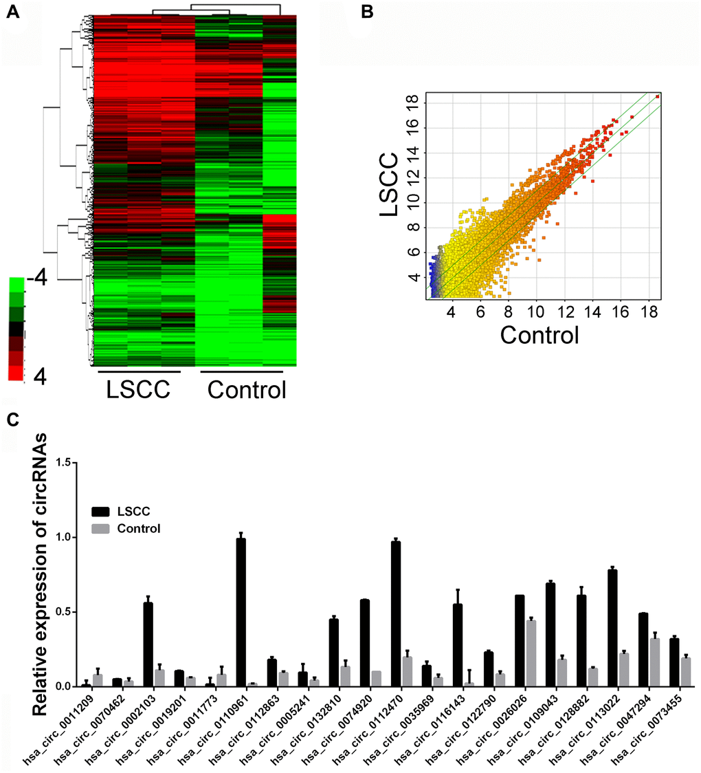 circRNA expression profiling in circulating samples and tissues samples. (A) Cluster analysis and scatter plot of the different expressed circRNAs (Three plasma samples from patients diagnosed with LSCC and three cancer-free controls). (B) Rhe scatter plots of dysregulated circRNA, p C) The top upregulated circRNAs in LSCC group through microarray detection.
