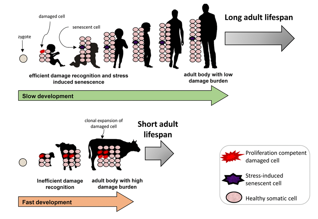 The positive effect of stress-induced senescence during development.