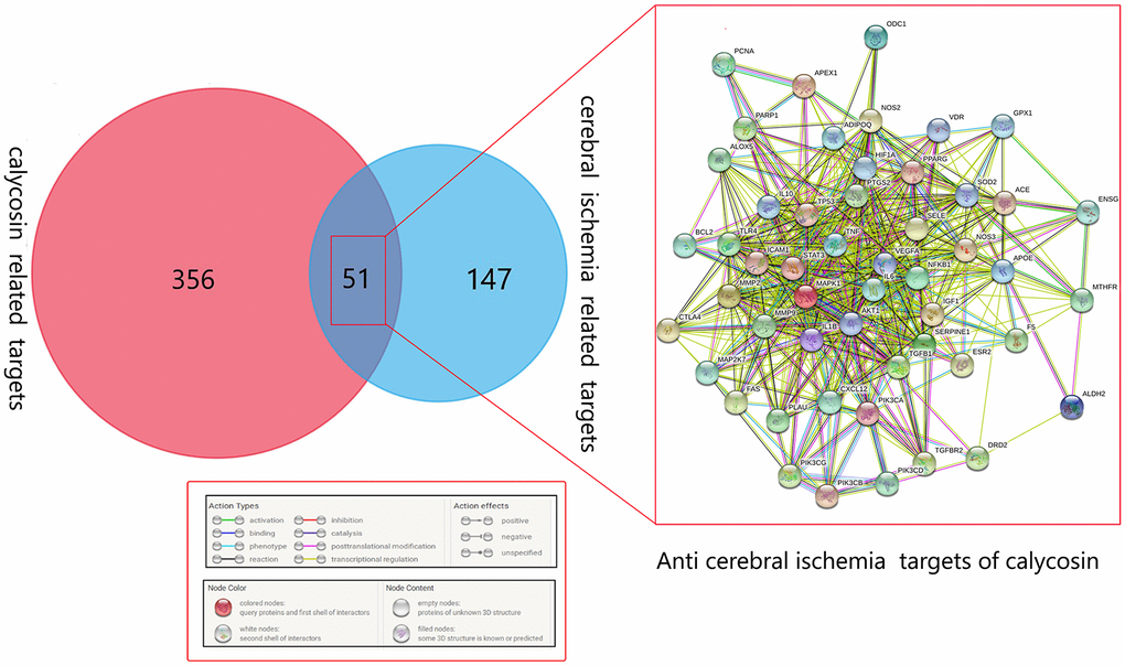 Venn diagram showing all the common, merged targets of calycosin and CIRI. All merged targets are interrelated in the network diagram.