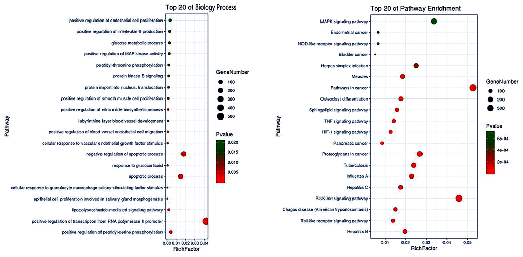 Top 20 pharmacological processes and molecular pathways of calycosin for CIRI management. Based on enrichment analysis, both pharmacological processes and molecular pathways were revealed to understand the mechanism of action of calycosin for the treatment of CIRI.