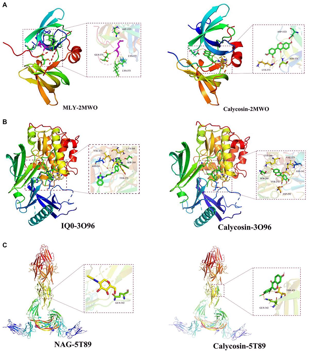 Docking poses of calycosin on three identified targets. By using molecular docking analysis, the data demonstrated that effective binding capacities of calycosin with CIRI were identified in (A) TP53 (2MWO), (B) AKT1 (3O96), and (C) VEGFA (5T89) targets.