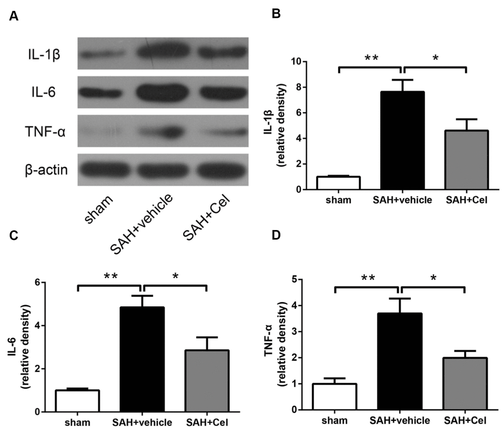 Celastrol decreased neuroinflammation after SAH induction. (A) Representative WB of protein levels of IL-1β, IL-6 and TNF-α in the ipsilateral cortex in each group at 72 h after SAH induction. (B–D) The relative band densities of IL-1β, IL-6 and TNF-α. The densities of the protein bands were analyzed and normalized to β-actin, and compared to the mean value of the sham group. Data were presented as mean±SEM. n = 6. *P P 
