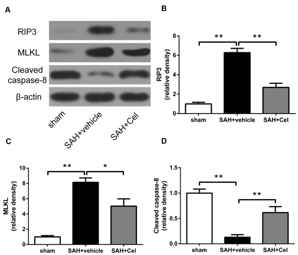 Celastrol down-regulated RIP3/MLKL signaling pathway after SAH induction. (A) Representative WB showing protein levels of RIP3, MLKL and cleaved caspase-8 in the ipsilateral cortex in each group at 72 h after SAH induction. (B–D) Protein quantification of RIP3, MLKL and cleaved caspase-8. The densities of the protein bands were analyzed and normalized to β-actin, and compared to the mean value of the sham group. Data were presented as mean±SEM. n = 6. *P P 