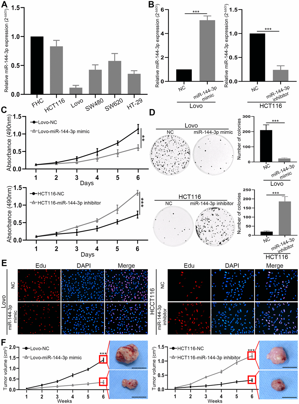 miR-144-3p was downregulated in CRA cell lines and inhibited CRA cell proliferation and growth. (A) miR-144-3p expression was downregulated in CRA cells lines HCT116, Lovo, SW480, SW620, HT-29 compared to normal colorectal mucosal cell line FHC. (B) qRT-PCR was performed to verify the efficiency of overexpression in Lovo cells transfected with miR-144-3p mimic and knockdown in HCT116 cells transfected with miR-144-3p inhibitor. (C) MTT assay of Lovo and HCT116 cell proliferation. (D) Colony formation assay of Lovo and HCT116 cells. (E) Edu assay of the proliferation ability of Lovo cells transfected with miR-144-3p mimic and HCT116 cells transfected with miR-144-3p inhibitor. (F) The growth curve showed the change of the volume of subcutaneous tumors from indicated CRA cells and the representative images of subcutaneous tumors harvested 6 weeks after CRA cell inoculation in the right panel. Scale bar: 1cm. NC, normal control. **, PP 