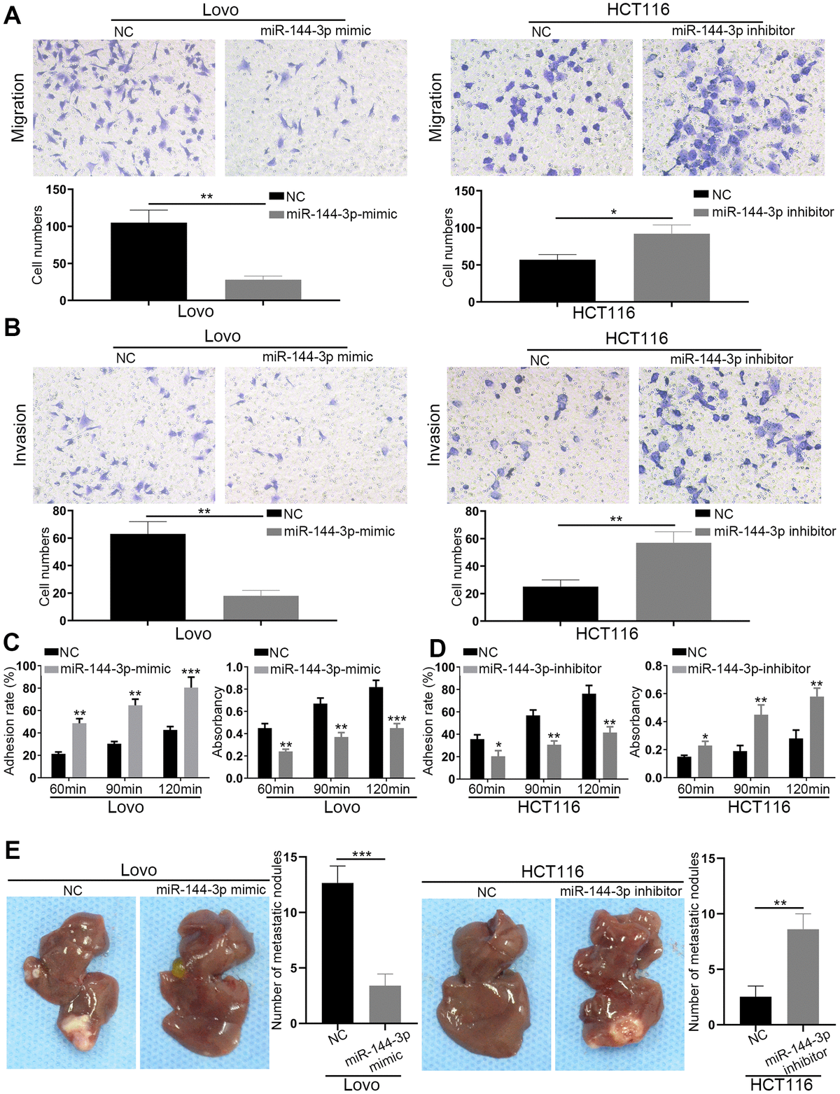 miR-144-3p inhibited CRA cell migration, invasion and tumor metastasis. (A) Transwell migration assay of migratory ability of Lovo cells transfected with miR-144-3p mimic and HCT116 cells transfected with miR-144-3p inhibitor. (B) Transwell invasion assay of invasive ability of Lovo cells transfected with miR-144-3p mimic and HCT116 cells transfected with miR-144-3p inhibitor. (C) Overexpression of miR-144-3p in Lovo cells significantly enhanced cell-cell adhesion and decreased cell-ECM adhesion. (D) Knockdown of miR-144-3p in HCT116 cells significantly inhibited cell-cell adhesion and increased the cell-ECM adhesion. (E) In vivo metastatic assays by splenic injection showed that miR-144-3p inhibited CRA liver metastasis. The number of liver metastatic nodules from mice with inoculation of LovomiR-144-3p mimic cells was significantly smaller than that from mice with inoculation of control cells, whereas the number of liver metastatic nodules from mice with inoculation of HCT116miR-144-3p inhibitor cells was significantly larger than that from mice with inoculation of control cells. ECM, extracellular matrix. *, PPP 