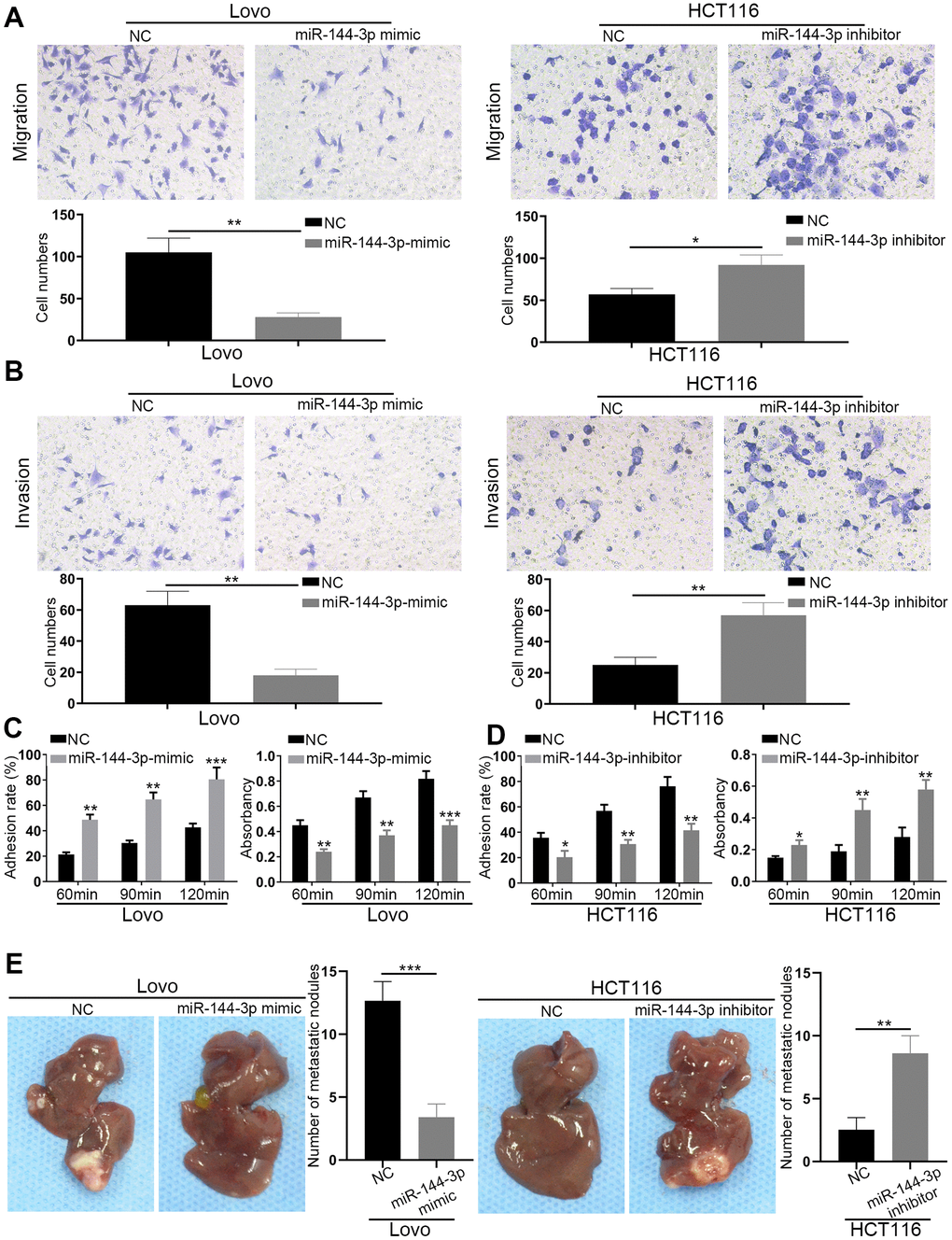 miR-144-3p inhibited CRA cell migration, invasion and tumor metastasis. (A) Transwell migration assay of migratory ability of Lovo cells transfected with miR-144-3p mimic and HCT116 cells transfected with miR-144-3p inhibitor. (B) Transwell invasion assay of invasive ability of Lovo cells transfected with miR-144-3p mimic and HCT116 cells transfected with miR-144-3p inhibitor. (C) Overexpression of miR-144-3p in Lovo cells significantly enhanced cell-cell adhesion and decreased cell-ECM adhesion. (D) Knockdown of miR-144-3p in HCT116 cells significantly inhibited cell-cell adhesion and increased the cell-ECM adhesion. (E) In vivo metastatic assays by splenic injection showed that miR-144-3p inhibited CRA liver metastasis. The number of liver metastatic nodules from mice with inoculation of LovomiR-144-3p mimic cells was significantly smaller than that from mice with inoculation of control cells, whereas the number of liver metastatic nodules from mice with inoculation of HCT116miR-144-3p inhibitor cells was significantly larger than that from mice with inoculation of control cells. ECM, extracellular matrix. *, PPP 