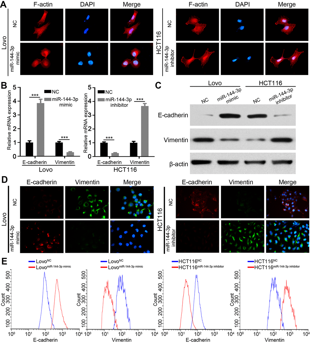 miR-144-3p inhibited EMT process of CRA cells. (A) Representative images of cytoskeleton showed that miR-144-3p affected polymerization of F-actin and cellular morphology of CRA cells. (B) qRT-PCR analysis of the expression level of epithelial marker E-cadherin and mesenchymal marker vimentin in CRA cells. (C) Western blot analysis of the expression level of E-cadherin and vimentin in CRA cells. (D) Representative IF images showed the expression of E-cadherin and vimentin in CRA cells. (E) Flow cytometry analysis of E-cadherin and Vimentin in CRA cells. The results showed that E-cadherin expression was enriched and vimentin expression was reduced in Lovo cells treated with miR-144-3p mimic, while opposite results were observed in HCT116 cells treated with miR-144-3p inhibitor. ***, P 