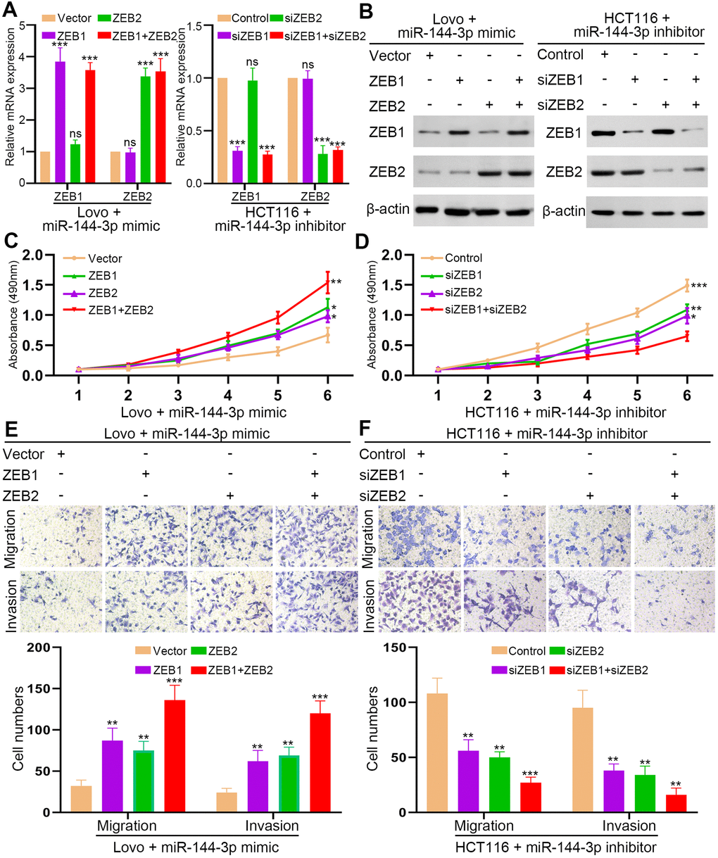 ZEB1 and ZEB2 collaboratively abrogated the inhibitory effect of miR-144-3p on CRA cell proliferation and invasion. (A) qRT-PCR analysis of ZEB1, ZEB2 expression in LovomiR-144-3p mimic cells with overexpression of ZEB1 or/and ZEB2 and in HCT116miR-144-3p inhibitor cells with knockdown of ZEB1 or/and ZEB2. (B) Western blot analysis of protein expression of ZEB1 and ZEB2 in indicated cells. (C) MTT assay of proliferation ability of LovomiR-144-3p mimic cells. (D) MTT assay of proliferation ability of HCT116miR-144-3p inhibitor cells. (E) Transwell migration and invasion assays of the migration and invasion of LovomiR-144-3p mimic cells. (F) Transwell migration and invasion assay of HCT116miR-144-3p inhibitor cells after knockdown of ZEB1 or/and ZEB2. *, PPP 